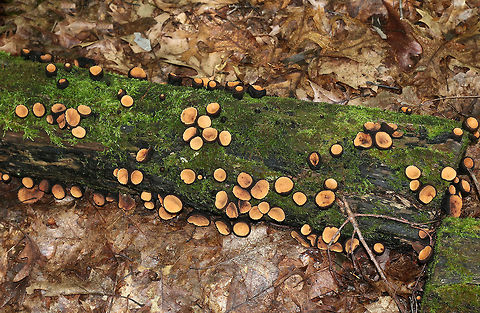 Peanut Butter Cup Fungi - Galiella rufa Cup fungus that resembles a peanut butter cup! The cup is closed at first, but then opens to form a shallow cup. The outer surface is blackish brown while the inner surface is tannish brown. 

Habitat: Growing in clusters on a rotting log in a deciduous forest...It was really fresh and growing abundantly.
https://www.jungledragon.com/image/82896/peanut_butter_cup_fungi_-_galiella_rufa.html Galiella rufa,Geotagged,Peanut Butter Cup Fungus,Summer,United States