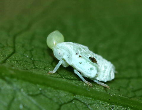 Citrus Flatid Planthopper - Metcalfa pruinosa This tiny planthopper nymph had a big blob on its head. I don't know if it was parasitized, it is was goo/guts, or what. 

Habitat: Spotted on vegetation on the edge of a trail
https://www.jungledragon.com/image/87504/citrus_flatid_planthopper_-_metcalfa_pruinosa.html Citrus Flatid Planthopper,Geotagged,Metcalfa,Metcalfa pruinosa,Summer,United States,nymph,planthopper nymph