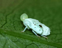 Citrus Flatid Planthopper - Metcalfa pruinosa This tiny planthopper nymph had a big blob on its head. I don't know if it was parasitized, it is was goo/guts, or what. <br />
<br />
Habitat: Spotted on vegetation on the edge of a trail<br />
https://www.jungledragon.com/image/87504/citrus_flatid_planthopper_-_metcalfa_pruinosa.html Citrus Flatid Planthopper,Geotagged,Metcalfa,Metcalfa pruinosa,Summer,United States,nymph,planthopper nymph