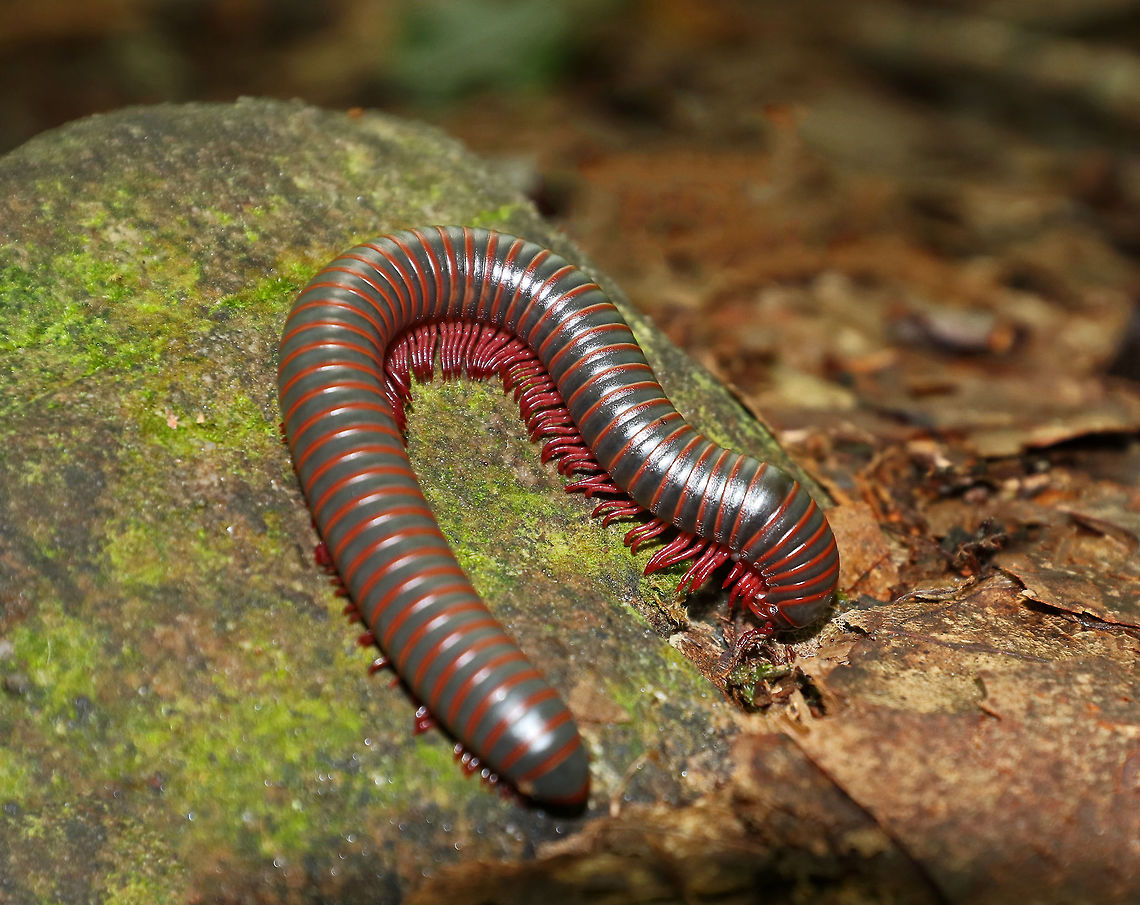 American Giant Millipede - Narceus americanus Large, cylindrical millipede that was about 9 cm long. This species can grow to be about twice as large (10 cm) as any other millipede that lives in North America. They curl up into a spiral when threatened. They have two pairs of legs on most body segments, and are gray/black with red lines on the edge of each segment.<br />
<br />
Millipedes have spiracles on their body segments, which are connected both to their respiratory systems and to pairs of ozadenes (stink glands). These ozadenes can release noxious substances, which may cause serious chemical burns. However. unlike many other millipedes, the North American Millipede doesn&#039;t release hydrogen cyanide. They do however, excrete a substance that causes a temporary discoloration of the skin. They do not bite, and their only defense is their secretions. <br />
<br />
Habitat: Deciduous forest American giant millipede,Geotagged,Narceus,Narceus americanus,Summer,United States,millipede