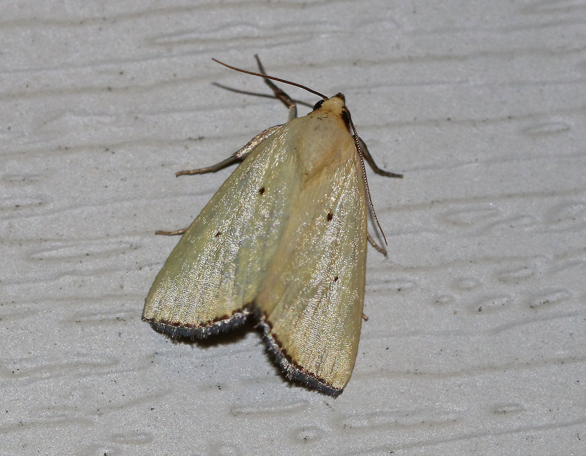 Black-bordered Lemon Moth - Marimatha nigrofimbria Total length: 10 mm. It usually has lemon-yellow forewings, but this moth&#039;s wings were more tan than yellow. Forewings have tiny, black claviform and reniform dots. The terminal line is blackish with purplish gray fringe.<br />
<br />
Habitat: Attracted to a 395 nm LED light in a rural area. Black-bordered Lemon Moth,Geotagged,Marimatha nigrofimbria,Summer,United States,moth