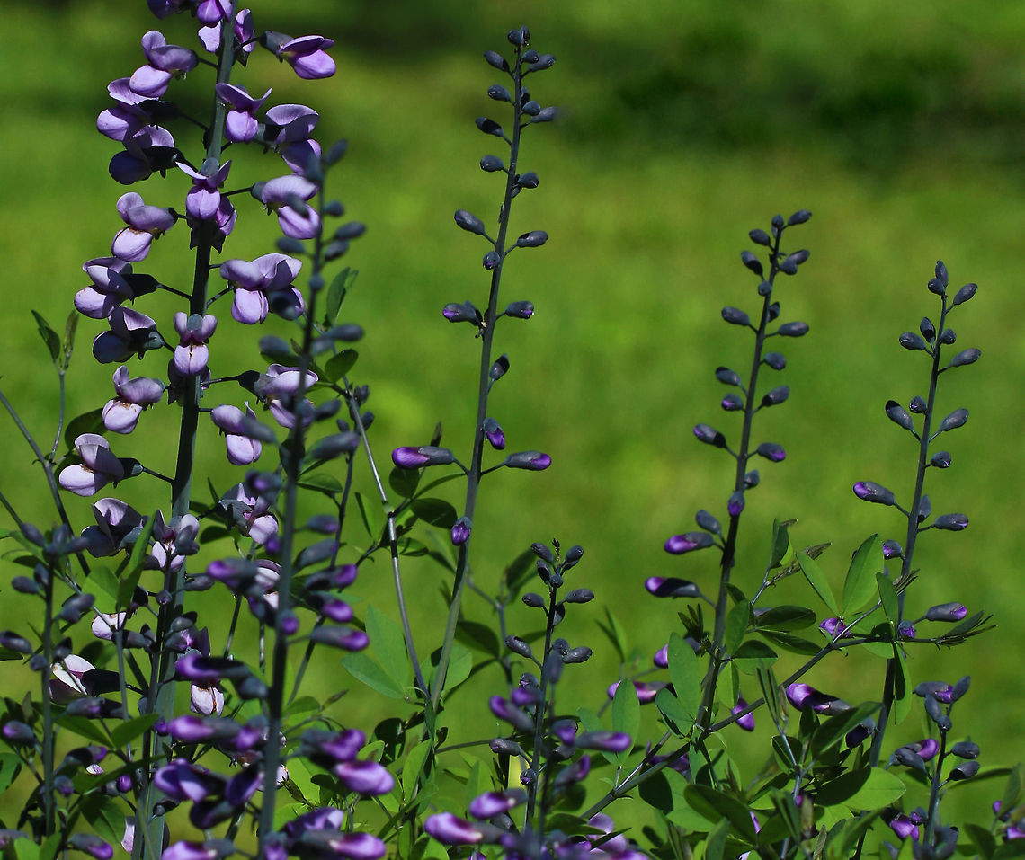 Blue Wild Indigo - Baptisia australis Native to eastern and central North America.<br />
<br />
Habitat: Growing in a native plant garden along a forest edge Baptisia australis,Blue wild indigo,Geotagged,Spring,United States