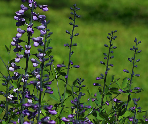 Blue Wild Indigo - Baptisia australis Native to eastern and central North America.

Habitat: Growing in a native plant garden along a forest edge Baptisia australis,Blue wild indigo,Geotagged,Spring,United States