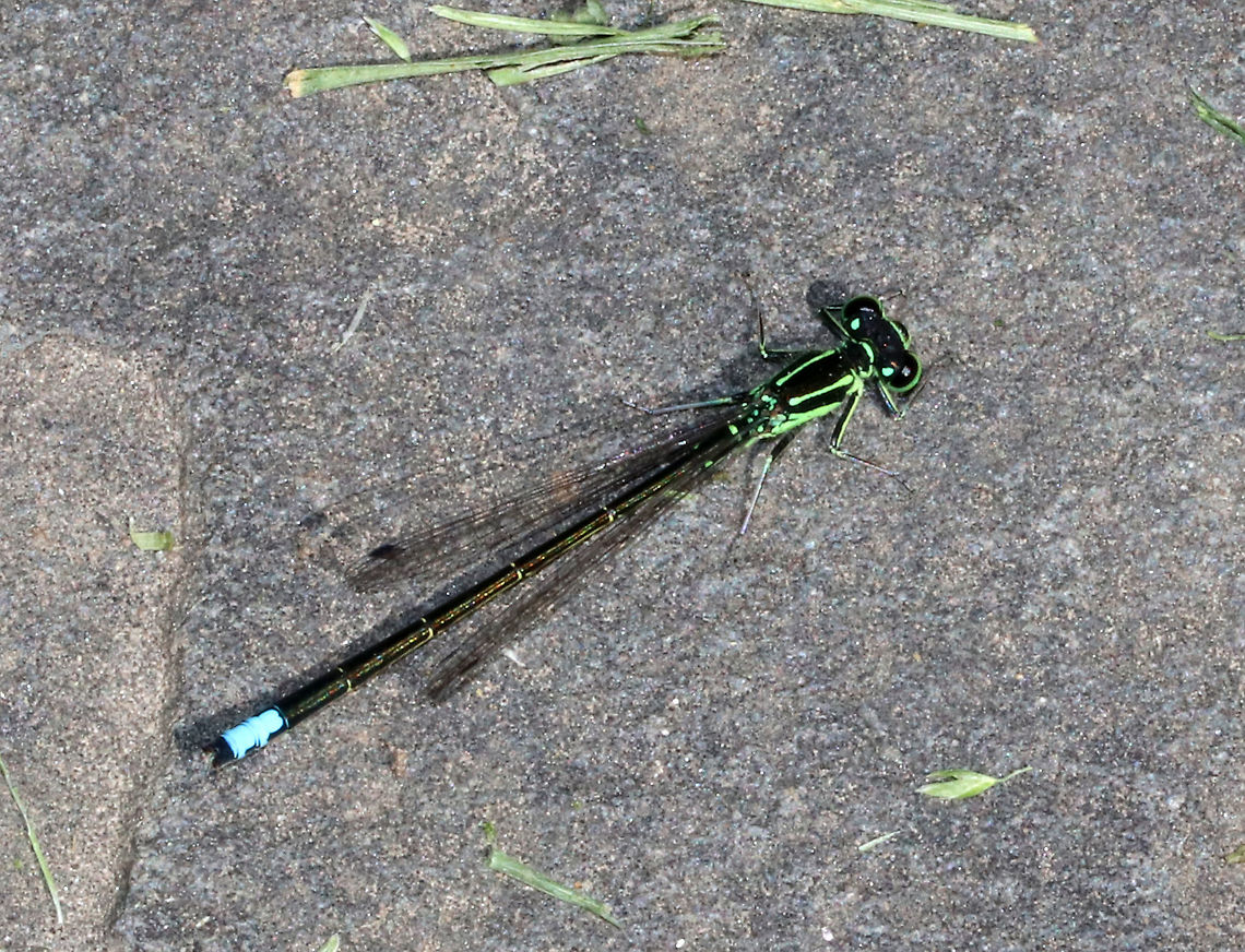 Eastern Forktail - Ischnura verticalis <br />
Habitat: Stone wall surrounding a rural garden Eastern Forktail,Geotagged,Ischnura verticalis,Spring,United States,damselfly