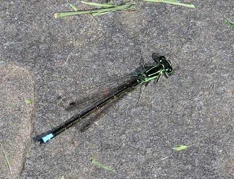 Eastern Forktail - Ischnura verticalis 
Habitat: Stone wall surrounding a rural garden Eastern Forktail,Geotagged,Ischnura verticalis,Spring,United States,damselfly