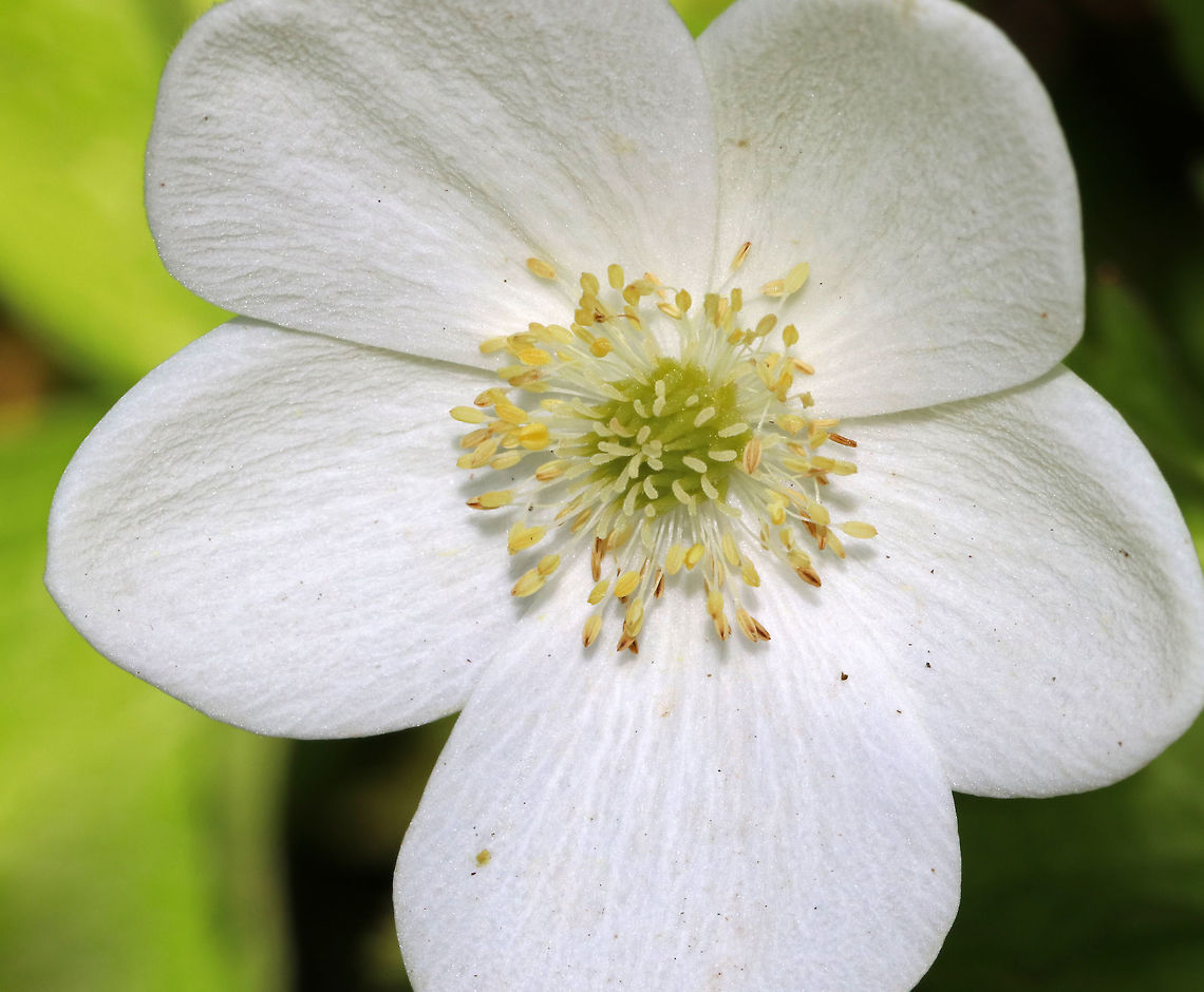 Canada Anemone - Anemone canadensis This plant has deeply divided and toothed basal leaves that grow from long, thin rhizomes. The flowers have 5 white, obovate sepals and 80-100 yellow stamens.<br />
<br />
Habitat: Near the edge of a deciduous forest. Anemone canadensis,Canada anemone,Geotagged,Mayapple,Podophyllum peltatum,Spring,United States