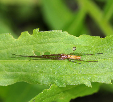 tetragnatha straminea
