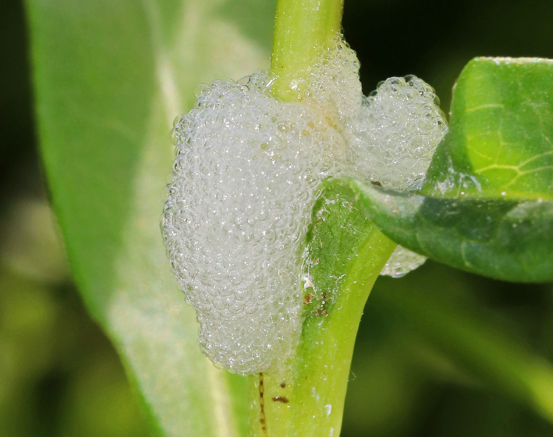 Cuckoo Spit The superfamily Cercopoidea is best known for its nymph stage, which produces a cover of frothed-up plant sap resembling spit; the nymphs are therefore commonly known as spittlebugs and their froth as cuckoo spit, frog spit or snake spit.<br />
<br />
Habitat: Rural garden Cercopoidea,Geotagged,Spring,United States,cuckoo spit,frog spit,froth,plant sap,snake spit,spit,spittlebug,spittlebug spit