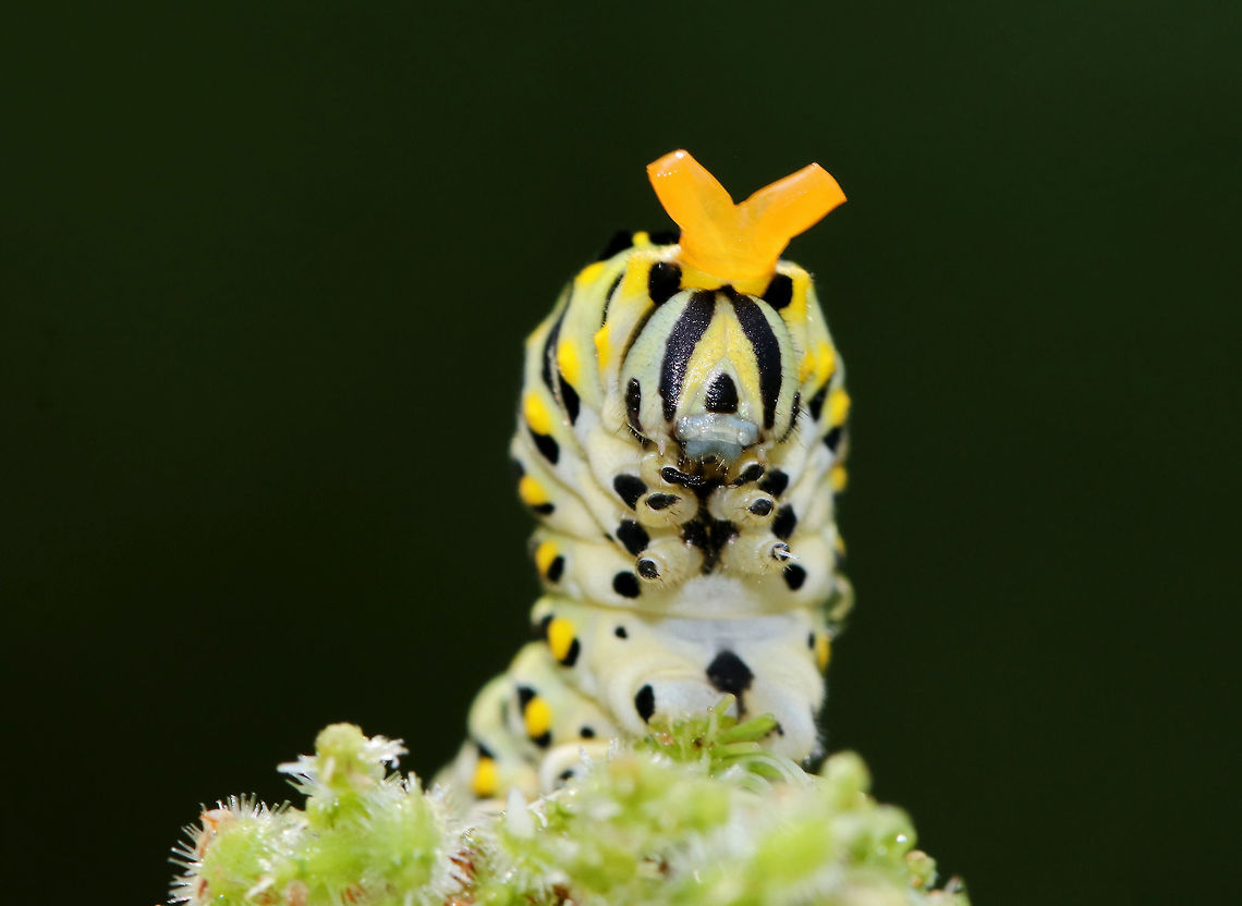 Papilio polyxenes - Black Swallowtail Caterpillar When provoked, the larvae of this species sprout eversible orange horns called osmeterium, which release a foul odor in order to deter predators. The osmeterium is a defensive, glandular organ that is coated in stinky chemicals, and is located at the base of the caterpillar&#039;s head. The osmeterial odor changes between species and within the life stages of the caterpillars. This particular caterpillar&#039;s osmeterium smelled like apples.<br />
<br />
Habitat: on Queen Anne&#039;s Lace in a meadow Black Swallowtail,Geotagged,Papilio polyxenes,Summer,United States,caterpillar,osmeterium