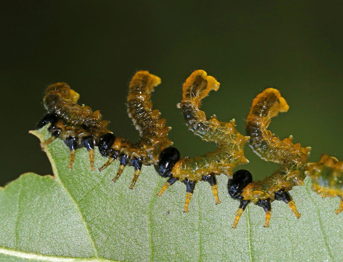 Willow Oak Sawfly Larvae - Arge quidia I first saw these sawflies a few days ago on a small oak tree/sapling, and they were still there this morning...Although, many of the leaves have been completely eaten! The sawfly larvae line up around the edges of the leaves to feed and they all, simultaneously, assume an S-shaped posture when disturbed.<br />
<br />
Habitat: On oak (Quercus sp.) in a deciduous forest Arge,Arge quidia,Geotagged,Summer,Symphyta,United States,Willow Oak Sawfly,hymenoptera,larva,larvae,sawfly,sawfly larvae