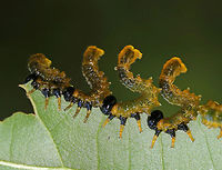 Willow Oak Sawfly Larvae - Arge quidia I first saw these sawflies a few days ago on a small oak tree/sapling, and they were still there this morning...Although, many of the leaves have been completely eaten! The sawfly larvae line up around the edges of the leaves to feed and they all, simultaneously, assume an S-shaped posture when disturbed.<br />
<br />
Habitat: On oak (Quercus sp.) in a deciduous forest Arge,Arge quidia,Geotagged,Summer,Symphyta,United States,Willow Oak Sawfly,hymenoptera,larva,larvae,sawfly,sawfly larvae