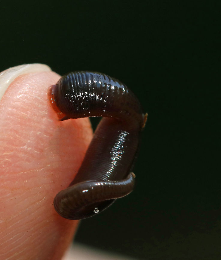 Freshwater Leech - Phylum Annelida, Class Clitellata, Subclass Hirudinea I was using nets to collect critters (catch and release) from a pond with my kids this morning when I found this cute, little leech. It was apparently quite hungry and I couldn't get a shot without letting it attach to me. It was persistent.  <br />
<br />
Habitat: Small pond in a deciduous forest<br />
<figure class="photo"><a href="https://www.jungledragon.com/image/82941/freshwater_leech_-_phylum_annelida_class_clitellata_subclass_hirudinea.html" title="Freshwater Leech - Phylum Annelida, Class Clitellata, Subclass Hirudinea"><img src="https://s3.amazonaws.com/media.jungledragon.com/images/3232/82941_thumb.jpg?AWSAccessKeyId=05GMT0V3GWVNE7GGM1R2&Expires=1770854410&Signature=%2F%2Bqa%2FIXNM12nkPmku7QlSoSoqmc%3D" width="200" height="156" alt="Freshwater Leech - Phylum Annelida, Class Clitellata, Subclass Hirudinea I was using nets to collect critters (catch and release) from a pond with my kids this morning when I found this cute, little leech. It was apparently quite hungry and I couldn't get a shot without letting it attach to me. It was persistent. <br />
<br />
Habitat: Small pond in a deciduous forest<br />
https://www.jungledragon.com/image/82940/freshwater_leech_-_phylum_annelida_class_clitellata_subclass_hirudinea.html<br />
 Geotagged,Leech,Summer,United States" /></a></figure> Geotagged,Hirudinea,Summer,United States,annelida,clitellata,freshwater leech,leech