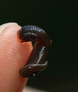 Freshwater Leech - Phylum Annelida, Class Clitellata, Subclass Hirudinea I was using nets to collect critters (catch and release) from a pond with my kids this morning when I found this cute, little leech. It was apparently quite hungry and I couldn't get a shot without letting it attach to me. It was persistent.  

Habitat: Small pond in a deciduous forest
https://www.jungledragon.com/image/82941/freshwater_leech_-_phylum_annelida_class_clitellata_subclass_hirudinea.html Geotagged,Hirudinea,Summer,United States,annelida,clitellata,freshwater leech,leech