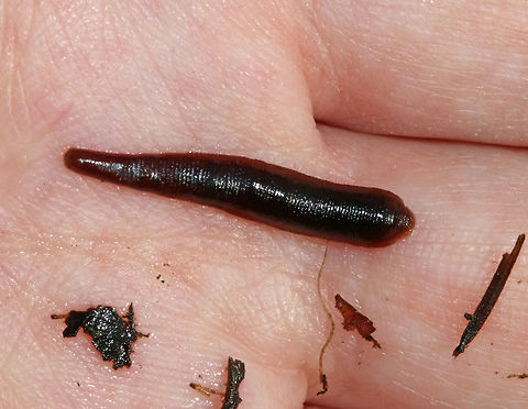 Freshwater Leech - Phylum Annelida, Class Clitellata, Subclass Hirudinea I was using nets to collect critters (catch and release) from a pond with my kids this morning when I found this cute, little leech. It was apparently quite hungry and I couldn't get a shot without letting it attach to me. It was persistent. 

Habitat: Small pond in a deciduous forest
https://www.jungledragon.com/image/82940/freshwater_leech_-_phylum_annelida_class_clitellata_subclass_hirudinea.html
 Geotagged,Leech,Summer,United States