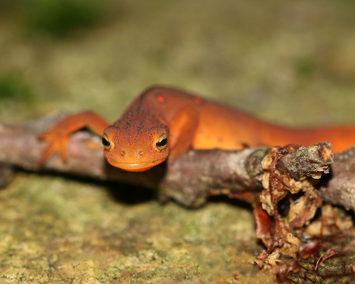 Eastern Newt (Red Eft) - Notophthalmus viridescens Red efts have bright orange aposematic coloring, with darker, reddish spots outlined in black. This stage can last up to 4 years on land, during which time efts may travel far, which ensures outcrossing in the population. Efts eat small insects, snails, and other small arthropods. During winter, they hibernate under logs or rocks.<br />
<br />
Habitat: Mixed forest; I spotted several in this location.  Eastern newt,Geotagged,Notophthalmus viridescens,Summer,United States,newt,red eft,salamander