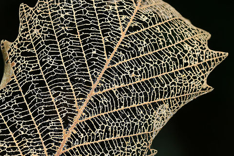 Skeletonized Swamp White Oak Leaf - Quercus bicolor I found several leaves that were completely skeletonized. 

Habitat: Deciduous forest Geotagged,Quercus,Quercus bicolor,Skeletonized leaf,Skeletonized oak leaf,Summer,Swamp white oak,United States,leaf,oak,oak leaf,white oak