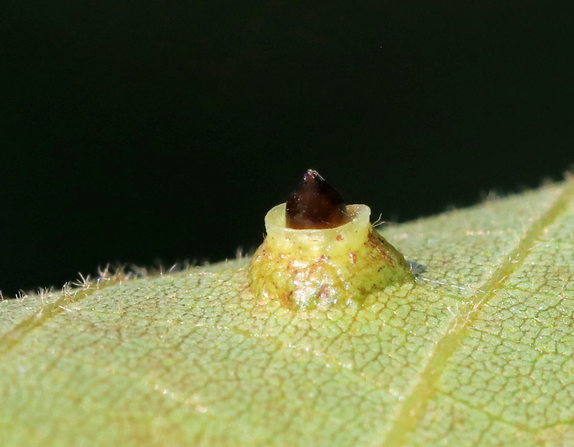 Hickory Bullet Galls - Caryomyia tubicola <br />
Habitat: I spotted the galls on the leaves of several hickory (Carya sp.) saplings in a small, woodland meadow<br />
<figure class="photo"><a href="https://www.jungledragon.com/image/83004/hickory_bullet_galls_-_caryomyia_tubicola.html" title="Hickory Bullet Galls - Caryomyia tubicola"><img src="https://s3.amazonaws.com/media.jungledragon.com/images/3232/83004_thumb.jpg?AWSAccessKeyId=05GMT0V3GWVNE7GGM1R2&Expires=1759968010&Signature=xcciJR5SY2v4lzkn5EQPFhCD08M%3D" width="200" height="158" alt="Hickory Bullet Galls - Caryomyia tubicola Habitat: I spotted the galls on the leaves of several hickory (Carya sp.) saplings in a small, woodland meadow<br />
<br />
https://www.jungledragon.com/image/83003/galls_on_hickory_carya_sp._leaves.html<br />
https://www.jungledragon.com/image/83005/galls_on_hickory_carya_sp._leaves.html<br />
https://www.jungledragon.com/image/83006/galls_on_hickory_carya_sp._leaves.html<br />
https://www.jungledragon.com/image/83007/galls_on_hickory_carya_sp._leaves.html<br />
https://www.jungledragon.com/image/83008/galls_on_hickory_carya_sp._leaves.html Caryomyia tubicola,Geotagged,Hickory Bullet Gall Midge,Summer,United States,carya,galls" /></a></figure><br />
<figure class="photo"><a href="https://www.jungledragon.com/image/83005/hickory_bullet_galls_-_caryomyia_tubicola.html" title="Hickory Bullet Galls - Caryomyia tubicola"><img src="https://s3.amazonaws.com/media.jungledragon.com/images/3232/83005_thumb.jpg?AWSAccessKeyId=05GMT0V3GWVNE7GGM1R2&Expires=1759968010&Signature=aYaCqCPpfBx304b%2FsOVeEDytwMY%3D" width="130" height="152" alt="Hickory Bullet Galls - Caryomyia tubicola <br />
Habitat: I spotted the galls on the leaves of several hickory (Carya sp.) saplings in a small, woodland meadow<br />
https://www.jungledragon.com/image/83003/galls_on_hickory_carya_sp._leaves.html<br />
https://www.jungledragon.com/image/83004/galls_on_hickory_carya_sp._leaves.html<br />
https://www.jungledragon.com/image/83006/galls_on_hickory_carya_sp._leaves.html<br />
https://www.jungledragon.com/image/83007/galls_on_hickory_carya_sp._leaves.html<br />
https://www.jungledragon.com/image/83008/galls_on_hickory_carya_sp._leaves.html Caryomyia tubicola,Geotagged,Hickory Bullet Gall Midge,Summer,United States,galls" /></a></figure><br />
<figure class="photo"><a href="https://www.jungledragon.com/image/83006/hickory_bullet_galls_-_caryomyia_tubicola.html" title="Hickory Bullet Galls - Caryomyia tubicola"><img src="https://s3.amazonaws.com/media.jungledragon.com/images/3232/83006_thumb.jpg?AWSAccessKeyId=05GMT0V3GWVNE7GGM1R2&Expires=1759968010&Signature=1WjqmxlcZAuQtteHjMjZnR8O6XI%3D" width="200" height="134" alt="Hickory Bullet Galls - Caryomyia tubicola Habitat: I spotted the galls on the leaves of several hickory (Carya sp.) saplings in a small, woodland meadow<br />
<br />
https://www.jungledragon.com/image/83003/galls_on_hickory_carya_sp._leaves.html<br />
https://www.jungledragon.com/image/83004/galls_on_hickory_carya_sp._leaves.html<br />
https://www.jungledragon.com/image/83005/galls_on_hickory_carya_sp._leaves.html<br />
https://www.jungledragon.com/image/83007/galls_on_hickory_carya_sp._leaves.html<br />
https://www.jungledragon.com/image/83008/galls_on_hickory_carya_sp._leaves.html Caryomyia tubicola,Geotagged,Hickory Bullet Gall Midge,Summer,United States,galls" /></a></figure><br />
<figure class="photo"><a href="https://www.jungledragon.com/image/83007/hickory_bullet_galls_-_caryomyia_tubicola.html" title="Hickory Bullet Galls - Caryomyia tubicola"><img src="https://s3.amazonaws.com/media.jungledragon.com/images/3232/83007_thumb.jpg?AWSAccessKeyId=05GMT0V3GWVNE7GGM1R2&Expires=1759968010&Signature=ayondkQ3y2hWX9A66RwA4hcHwP4%3D" width="200" height="152" alt="Hickory Bullet Galls - Caryomyia tubicola <br />
Habitat: I spotted the galls on the leaves of several hickory (Carya sp.) saplings in a small, woodland meadow<br />
https://www.jungledragon.com/image/83003/galls_on_hickory_carya_sp._leaves.html<br />
https://www.jungledragon.com/image/83004/galls_on_hickory_carya_sp._leaves.html<br />
https://www.jungledragon.com/image/83005/galls_on_hickory_carya_sp._leaves.html<br />
https://www.jungledragon.com/image/83006/galls_on_hickory_carya_sp._leaves.html<br />
https://www.jungledragon.com/image/83008/galls_on_hickory_carya_sp._leaves.html Caryomyia tubicola,Geotagged,Hickory Bullet Gall Midge,Summer,United States,galls" /></a></figure><br />
<figure class="photo"><a href="https://www.jungledragon.com/image/83008/hickory_bullet_galls_-_caryomyia_tubicola.html" title="Hickory Bullet Galls - Caryomyia tubicola"><img src="https://s3.amazonaws.com/media.jungledragon.com/images/3232/83008_thumb.jpg?AWSAccessKeyId=05GMT0V3GWVNE7GGM1R2&Expires=1759968010&Signature=cWIsEjQhe4TkmnaAE2DpGvXgtcs%3D" width="200" height="138" alt="Hickory Bullet Galls - Caryomyia tubicola Habitat: I spotted the galls on the leaves of several hickory (Carya sp.) saplings in a small, woodland meadow<br />
https://www.jungledragon.com/image/83003/galls_on_hickory_carya_sp._leaves.html<br />
https://www.jungledragon.com/image/83004/galls_on_hickory_carya_sp._leaves.html<br />
https://www.jungledragon.com/image/83005/galls_on_hickory_carya_sp._leaves.html<br />
https://www.jungledragon.com/image/83006/galls_on_hickory_carya_sp._leaves.html<br />
https://www.jungledragon.com/image/83007/galls_on_hickory_carya_sp._leaves.html Caryomyia tubicola,Geotagged,Hickory Bullet Gall Midge,Summer,United States,galls" /></a></figure> Caryomyia tubicola,Geotagged,Hickory Bullet Gall Midge,Summer,United States,carya,galls,hickory