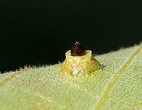 Hickory Bullet Galls - Caryomyia tubicola <br />
Habitat: I spotted the galls on the leaves of several hickory (Carya sp.) saplings in a small, woodland meadow<br />
https://www.jungledragon.com/image/83004/galls_on_hickory_carya_sp._leaves.html<br />
https://www.jungledragon.com/image/83005/galls_on_hickory_carya_sp._leaves.html<br />
https://www.jungledragon.com/image/83006/galls_on_hickory_carya_sp._leaves.html<br />
https://www.jungledragon.com/image/83007/galls_on_hickory_carya_sp._leaves.html<br />
https://www.jungledragon.com/image/83008/galls_on_hickory_carya_sp._leaves.html Caryomyia tubicola,Geotagged,Hickory Bullet Gall Midge,Summer,United States,carya,galls,hickory
