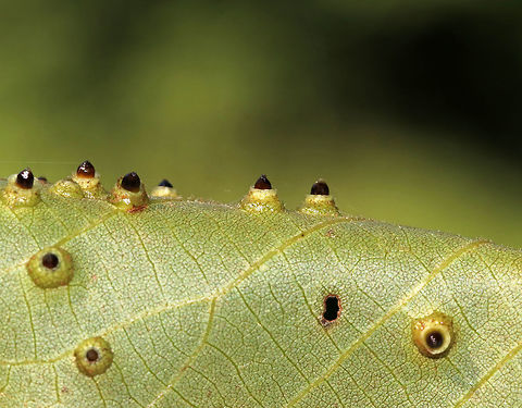 Hickory Bullet Galls - Caryomyia tubicola Habitat: I spotted the galls on the leaves of several hickory (Carya sp.) saplings in a small, woodland meadow

https://www.jungledragon.com/image/83003/galls_on_hickory_carya_sp._leaves.html
https://www.jungledragon.com/image/83005/galls_on_hickory_carya_sp._leaves.html
https://www.jungledragon.com/image/83006/galls_on_hickory_carya_sp._leaves.html
https://www.jungledragon.com/image/83007/galls_on_hickory_carya_sp._leaves.html
https://www.jungledragon.com/image/83008/galls_on_hickory_carya_sp._leaves.html Caryomyia tubicola,Geotagged,Hickory Bullet Gall Midge,Summer,United States,carya,galls