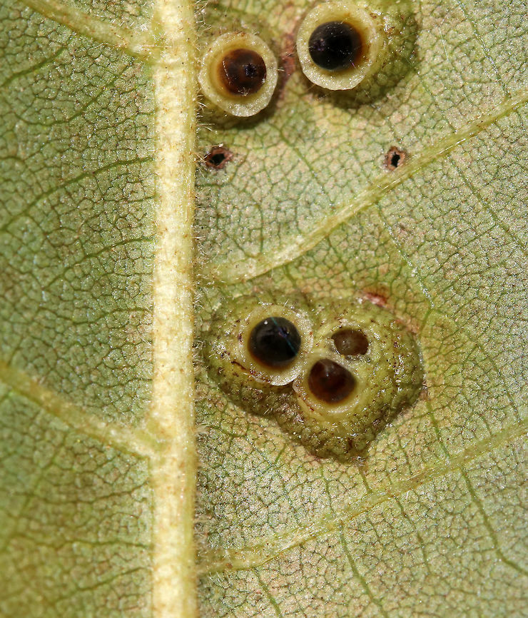 Hickory Bullet Galls - Caryomyia tubicola <br />
Habitat: I spotted the galls on the leaves of several hickory (Carya sp.) saplings in a small, woodland meadow<br />
<figure class="photo"><a href="https://www.jungledragon.com/image/83003/hickory_bullet_galls_-_caryomyia_tubicola.html" title="Hickory Bullet Galls - Caryomyia tubicola"><img src="https://s3.amazonaws.com/media.jungledragon.com/images/3232/83003_thumb.jpg?AWSAccessKeyId=05GMT0V3GWVNE7GGM1R2&Expires=1759968010&Signature=UT4YBjBRnwk5f09asmCZrxr9tic%3D" width="200" height="156" alt="Hickory Bullet Galls - Caryomyia tubicola <br />
Habitat: I spotted the galls on the leaves of several hickory (Carya sp.) saplings in a small, woodland meadow<br />
https://www.jungledragon.com/image/83004/galls_on_hickory_carya_sp._leaves.html<br />
https://www.jungledragon.com/image/83005/galls_on_hickory_carya_sp._leaves.html<br />
https://www.jungledragon.com/image/83006/galls_on_hickory_carya_sp._leaves.html<br />
https://www.jungledragon.com/image/83007/galls_on_hickory_carya_sp._leaves.html<br />
https://www.jungledragon.com/image/83008/galls_on_hickory_carya_sp._leaves.html Caryomyia tubicola,Geotagged,Hickory Bullet Gall Midge,Summer,United States,carya,galls,hickory" /></a></figure><br />
<figure class="photo"><a href="https://www.jungledragon.com/image/83004/hickory_bullet_galls_-_caryomyia_tubicola.html" title="Hickory Bullet Galls - Caryomyia tubicola"><img src="https://s3.amazonaws.com/media.jungledragon.com/images/3232/83004_thumb.jpg?AWSAccessKeyId=05GMT0V3GWVNE7GGM1R2&Expires=1759968010&Signature=xcciJR5SY2v4lzkn5EQPFhCD08M%3D" width="200" height="158" alt="Hickory Bullet Galls - Caryomyia tubicola Habitat: I spotted the galls on the leaves of several hickory (Carya sp.) saplings in a small, woodland meadow<br />
<br />
https://www.jungledragon.com/image/83003/galls_on_hickory_carya_sp._leaves.html<br />
https://www.jungledragon.com/image/83005/galls_on_hickory_carya_sp._leaves.html<br />
https://www.jungledragon.com/image/83006/galls_on_hickory_carya_sp._leaves.html<br />
https://www.jungledragon.com/image/83007/galls_on_hickory_carya_sp._leaves.html<br />
https://www.jungledragon.com/image/83008/galls_on_hickory_carya_sp._leaves.html Caryomyia tubicola,Geotagged,Hickory Bullet Gall Midge,Summer,United States,carya,galls" /></a></figure><br />
<figure class="photo"><a href="https://www.jungledragon.com/image/83006/hickory_bullet_galls_-_caryomyia_tubicola.html" title="Hickory Bullet Galls - Caryomyia tubicola"><img src="https://s3.amazonaws.com/media.jungledragon.com/images/3232/83006_thumb.jpg?AWSAccessKeyId=05GMT0V3GWVNE7GGM1R2&Expires=1759968010&Signature=1WjqmxlcZAuQtteHjMjZnR8O6XI%3D" width="200" height="134" alt="Hickory Bullet Galls - Caryomyia tubicola Habitat: I spotted the galls on the leaves of several hickory (Carya sp.) saplings in a small, woodland meadow<br />
<br />
https://www.jungledragon.com/image/83003/galls_on_hickory_carya_sp._leaves.html<br />
https://www.jungledragon.com/image/83004/galls_on_hickory_carya_sp._leaves.html<br />
https://www.jungledragon.com/image/83005/galls_on_hickory_carya_sp._leaves.html<br />
https://www.jungledragon.com/image/83007/galls_on_hickory_carya_sp._leaves.html<br />
https://www.jungledragon.com/image/83008/galls_on_hickory_carya_sp._leaves.html Caryomyia tubicola,Geotagged,Hickory Bullet Gall Midge,Summer,United States,galls" /></a></figure><br />
<figure class="photo"><a href="https://www.jungledragon.com/image/83007/hickory_bullet_galls_-_caryomyia_tubicola.html" title="Hickory Bullet Galls - Caryomyia tubicola"><img src="https://s3.amazonaws.com/media.jungledragon.com/images/3232/83007_thumb.jpg?AWSAccessKeyId=05GMT0V3GWVNE7GGM1R2&Expires=1759968010&Signature=ayondkQ3y2hWX9A66RwA4hcHwP4%3D" width="200" height="152" alt="Hickory Bullet Galls - Caryomyia tubicola <br />
Habitat: I spotted the galls on the leaves of several hickory (Carya sp.) saplings in a small, woodland meadow<br />
https://www.jungledragon.com/image/83003/galls_on_hickory_carya_sp._leaves.html<br />
https://www.jungledragon.com/image/83004/galls_on_hickory_carya_sp._leaves.html<br />
https://www.jungledragon.com/image/83005/galls_on_hickory_carya_sp._leaves.html<br />
https://www.jungledragon.com/image/83006/galls_on_hickory_carya_sp._leaves.html<br />
https://www.jungledragon.com/image/83008/galls_on_hickory_carya_sp._leaves.html Caryomyia tubicola,Geotagged,Hickory Bullet Gall Midge,Summer,United States,galls" /></a></figure><br />
<figure class="photo"><a href="https://www.jungledragon.com/image/83008/hickory_bullet_galls_-_caryomyia_tubicola.html" title="Hickory Bullet Galls - Caryomyia tubicola"><img src="https://s3.amazonaws.com/media.jungledragon.com/images/3232/83008_thumb.jpg?AWSAccessKeyId=05GMT0V3GWVNE7GGM1R2&Expires=1759968010&Signature=cWIsEjQhe4TkmnaAE2DpGvXgtcs%3D" width="200" height="138" alt="Hickory Bullet Galls - Caryomyia tubicola Habitat: I spotted the galls on the leaves of several hickory (Carya sp.) saplings in a small, woodland meadow<br />
https://www.jungledragon.com/image/83003/galls_on_hickory_carya_sp._leaves.html<br />
https://www.jungledragon.com/image/83004/galls_on_hickory_carya_sp._leaves.html<br />
https://www.jungledragon.com/image/83005/galls_on_hickory_carya_sp._leaves.html<br />
https://www.jungledragon.com/image/83006/galls_on_hickory_carya_sp._leaves.html<br />
https://www.jungledragon.com/image/83007/galls_on_hickory_carya_sp._leaves.html Caryomyia tubicola,Geotagged,Hickory Bullet Gall Midge,Summer,United States,galls" /></a></figure> Caryomyia tubicola,Geotagged,Hickory Bullet Gall Midge,Summer,United States,galls