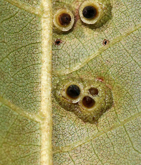 Hickory Bullet Galls - Caryomyia tubicola 
Habitat: I spotted the galls on the leaves of several hickory (Carya sp.) saplings in a small, woodland meadow
https://www.jungledragon.com/image/83003/galls_on_hickory_carya_sp._leaves.html
https://www.jungledragon.com/image/83004/galls_on_hickory_carya_sp._leaves.html
https://www.jungledragon.com/image/83006/galls_on_hickory_carya_sp._leaves.html
https://www.jungledragon.com/image/83007/galls_on_hickory_carya_sp._leaves.html
https://www.jungledragon.com/image/83008/galls_on_hickory_carya_sp._leaves.html Caryomyia tubicola,Geotagged,Hickory Bullet Gall Midge,Summer,United States,galls