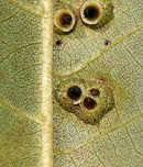 Hickory Bullet Galls - Caryomyia tubicola <br />
Habitat: I spotted the galls on the leaves of several hickory (Carya sp.) saplings in a small, woodland meadow<br />
https://www.jungledragon.com/image/83003/galls_on_hickory_carya_sp._leaves.html<br />
https://www.jungledragon.com/image/83004/galls_on_hickory_carya_sp._leaves.html<br />
https://www.jungledragon.com/image/83006/galls_on_hickory_carya_sp._leaves.html<br />
https://www.jungledragon.com/image/83007/galls_on_hickory_carya_sp._leaves.html<br />
https://www.jungledragon.com/image/83008/galls_on_hickory_carya_sp._leaves.html Caryomyia tubicola,Geotagged,Hickory Bullet Gall Midge,Summer,United States,galls