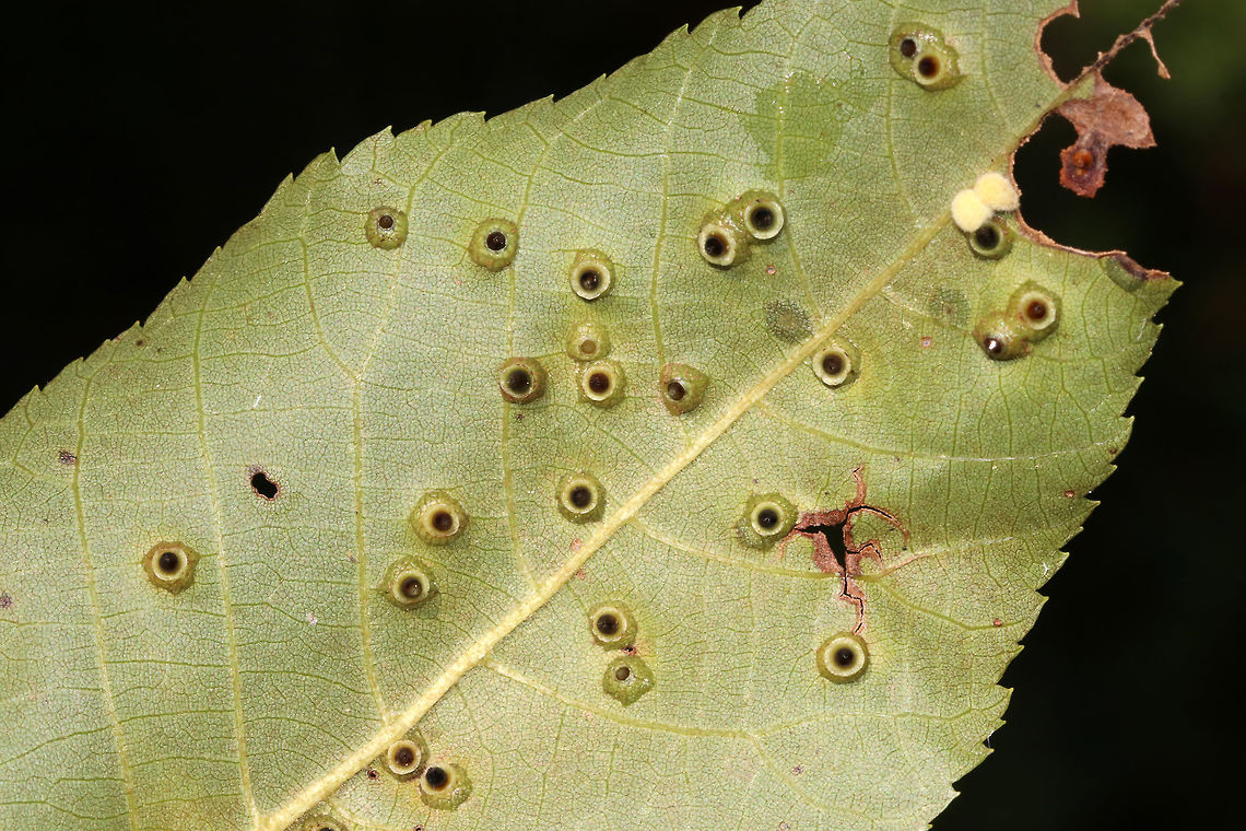 Hickory Bullet Galls - Caryomyia tubicola Habitat: I spotted the galls on the leaves of several hickory (Carya sp.) saplings in a small, woodland meadow<br />
<br />
<figure class="photo"><a href="https://www.jungledragon.com/image/83003/hickory_bullet_galls_-_caryomyia_tubicola.html" title="Hickory Bullet Galls - Caryomyia tubicola"><img src="https://s3.amazonaws.com/media.jungledragon.com/images/3232/83003_thumb.jpg?AWSAccessKeyId=05GMT0V3GWVNE7GGM1R2&Expires=1759968010&Signature=UT4YBjBRnwk5f09asmCZrxr9tic%3D" width="200" height="156" alt="Hickory Bullet Galls - Caryomyia tubicola <br />
Habitat: I spotted the galls on the leaves of several hickory (Carya sp.) saplings in a small, woodland meadow<br />
https://www.jungledragon.com/image/83004/galls_on_hickory_carya_sp._leaves.html<br />
https://www.jungledragon.com/image/83005/galls_on_hickory_carya_sp._leaves.html<br />
https://www.jungledragon.com/image/83006/galls_on_hickory_carya_sp._leaves.html<br />
https://www.jungledragon.com/image/83007/galls_on_hickory_carya_sp._leaves.html<br />
https://www.jungledragon.com/image/83008/galls_on_hickory_carya_sp._leaves.html Caryomyia tubicola,Geotagged,Hickory Bullet Gall Midge,Summer,United States,carya,galls,hickory" /></a></figure><br />
<figure class="photo"><a href="https://www.jungledragon.com/image/83004/hickory_bullet_galls_-_caryomyia_tubicola.html" title="Hickory Bullet Galls - Caryomyia tubicola"><img src="https://s3.amazonaws.com/media.jungledragon.com/images/3232/83004_thumb.jpg?AWSAccessKeyId=05GMT0V3GWVNE7GGM1R2&Expires=1759968010&Signature=xcciJR5SY2v4lzkn5EQPFhCD08M%3D" width="200" height="158" alt="Hickory Bullet Galls - Caryomyia tubicola Habitat: I spotted the galls on the leaves of several hickory (Carya sp.) saplings in a small, woodland meadow<br />
<br />
https://www.jungledragon.com/image/83003/galls_on_hickory_carya_sp._leaves.html<br />
https://www.jungledragon.com/image/83005/galls_on_hickory_carya_sp._leaves.html<br />
https://www.jungledragon.com/image/83006/galls_on_hickory_carya_sp._leaves.html<br />
https://www.jungledragon.com/image/83007/galls_on_hickory_carya_sp._leaves.html<br />
https://www.jungledragon.com/image/83008/galls_on_hickory_carya_sp._leaves.html Caryomyia tubicola,Geotagged,Hickory Bullet Gall Midge,Summer,United States,carya,galls" /></a></figure><br />
<figure class="photo"><a href="https://www.jungledragon.com/image/83005/hickory_bullet_galls_-_caryomyia_tubicola.html" title="Hickory Bullet Galls - Caryomyia tubicola"><img src="https://s3.amazonaws.com/media.jungledragon.com/images/3232/83005_thumb.jpg?AWSAccessKeyId=05GMT0V3GWVNE7GGM1R2&Expires=1759968010&Signature=aYaCqCPpfBx304b%2FsOVeEDytwMY%3D" width="130" height="152" alt="Hickory Bullet Galls - Caryomyia tubicola <br />
Habitat: I spotted the galls on the leaves of several hickory (Carya sp.) saplings in a small, woodland meadow<br />
https://www.jungledragon.com/image/83003/galls_on_hickory_carya_sp._leaves.html<br />
https://www.jungledragon.com/image/83004/galls_on_hickory_carya_sp._leaves.html<br />
https://www.jungledragon.com/image/83006/galls_on_hickory_carya_sp._leaves.html<br />
https://www.jungledragon.com/image/83007/galls_on_hickory_carya_sp._leaves.html<br />
https://www.jungledragon.com/image/83008/galls_on_hickory_carya_sp._leaves.html Caryomyia tubicola,Geotagged,Hickory Bullet Gall Midge,Summer,United States,galls" /></a></figure><br />
<figure class="photo"><a href="https://www.jungledragon.com/image/83007/hickory_bullet_galls_-_caryomyia_tubicola.html" title="Hickory Bullet Galls - Caryomyia tubicola"><img src="https://s3.amazonaws.com/media.jungledragon.com/images/3232/83007_thumb.jpg?AWSAccessKeyId=05GMT0V3GWVNE7GGM1R2&Expires=1759968010&Signature=ayondkQ3y2hWX9A66RwA4hcHwP4%3D" width="200" height="152" alt="Hickory Bullet Galls - Caryomyia tubicola <br />
Habitat: I spotted the galls on the leaves of several hickory (Carya sp.) saplings in a small, woodland meadow<br />
https://www.jungledragon.com/image/83003/galls_on_hickory_carya_sp._leaves.html<br />
https://www.jungledragon.com/image/83004/galls_on_hickory_carya_sp._leaves.html<br />
https://www.jungledragon.com/image/83005/galls_on_hickory_carya_sp._leaves.html<br />
https://www.jungledragon.com/image/83006/galls_on_hickory_carya_sp._leaves.html<br />
https://www.jungledragon.com/image/83008/galls_on_hickory_carya_sp._leaves.html Caryomyia tubicola,Geotagged,Hickory Bullet Gall Midge,Summer,United States,galls" /></a></figure><br />
<figure class="photo"><a href="https://www.jungledragon.com/image/83008/hickory_bullet_galls_-_caryomyia_tubicola.html" title="Hickory Bullet Galls - Caryomyia tubicola"><img src="https://s3.amazonaws.com/media.jungledragon.com/images/3232/83008_thumb.jpg?AWSAccessKeyId=05GMT0V3GWVNE7GGM1R2&Expires=1759968010&Signature=cWIsEjQhe4TkmnaAE2DpGvXgtcs%3D" width="200" height="138" alt="Hickory Bullet Galls - Caryomyia tubicola Habitat: I spotted the galls on the leaves of several hickory (Carya sp.) saplings in a small, woodland meadow<br />
https://www.jungledragon.com/image/83003/galls_on_hickory_carya_sp._leaves.html<br />
https://www.jungledragon.com/image/83004/galls_on_hickory_carya_sp._leaves.html<br />
https://www.jungledragon.com/image/83005/galls_on_hickory_carya_sp._leaves.html<br />
https://www.jungledragon.com/image/83006/galls_on_hickory_carya_sp._leaves.html<br />
https://www.jungledragon.com/image/83007/galls_on_hickory_carya_sp._leaves.html Caryomyia tubicola,Geotagged,Hickory Bullet Gall Midge,Summer,United States,galls" /></a></figure> Caryomyia tubicola,Geotagged,Hickory Bullet Gall Midge,Summer,United States,galls
