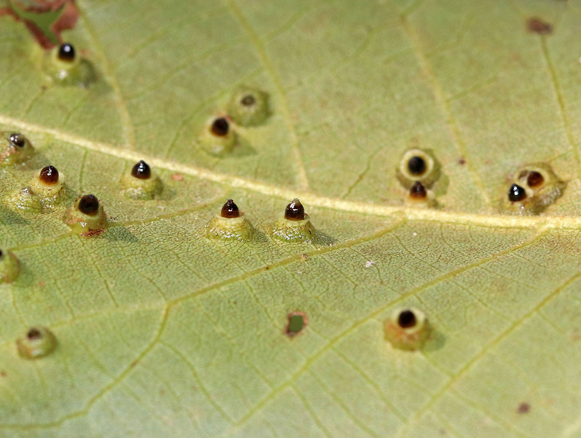Hickory Bullet Galls - Caryomyia tubicola <br />
Habitat: I spotted the galls on the leaves of several hickory (Carya sp.) saplings in a small, woodland meadow<br />
<figure class="photo"><a href="https://www.jungledragon.com/image/83003/hickory_bullet_galls_-_caryomyia_tubicola.html" title="Hickory Bullet Galls - Caryomyia tubicola"><img src="https://s3.amazonaws.com/media.jungledragon.com/images/3232/83003_thumb.jpg?AWSAccessKeyId=05GMT0V3GWVNE7GGM1R2&Expires=1769040010&Signature=msr4brGO9GsZQrayUmdRuI1N0cs%3D" width="200" height="156" alt="Hickory Bullet Galls - Caryomyia tubicola <br />
Habitat: I spotted the galls on the leaves of several hickory (Carya sp.) saplings in a small, woodland meadow<br />
https://www.jungledragon.com/image/83004/galls_on_hickory_carya_sp._leaves.html<br />
https://www.jungledragon.com/image/83005/galls_on_hickory_carya_sp._leaves.html<br />
https://www.jungledragon.com/image/83006/galls_on_hickory_carya_sp._leaves.html<br />
https://www.jungledragon.com/image/83007/galls_on_hickory_carya_sp._leaves.html<br />
https://www.jungledragon.com/image/83008/galls_on_hickory_carya_sp._leaves.html Caryomyia tubicola,Geotagged,Hickory Bullet Gall Midge,Summer,United States,carya,galls,hickory" /></a></figure><br />
<figure class="photo"><a href="https://www.jungledragon.com/image/83004/hickory_bullet_galls_-_caryomyia_tubicola.html" title="Hickory Bullet Galls - Caryomyia tubicola"><img src="https://s3.amazonaws.com/media.jungledragon.com/images/3232/83004_thumb.jpg?AWSAccessKeyId=05GMT0V3GWVNE7GGM1R2&Expires=1769040010&Signature=e%2BbevVshtDQHBriQhxBj8TpW%2FuY%3D" width="200" height="158" alt="Hickory Bullet Galls - Caryomyia tubicola Habitat: I spotted the galls on the leaves of several hickory (Carya sp.) saplings in a small, woodland meadow<br />
<br />
https://www.jungledragon.com/image/83003/galls_on_hickory_carya_sp._leaves.html<br />
https://www.jungledragon.com/image/83005/galls_on_hickory_carya_sp._leaves.html<br />
https://www.jungledragon.com/image/83006/galls_on_hickory_carya_sp._leaves.html<br />
https://www.jungledragon.com/image/83007/galls_on_hickory_carya_sp._leaves.html<br />
https://www.jungledragon.com/image/83008/galls_on_hickory_carya_sp._leaves.html Caryomyia tubicola,Geotagged,Hickory Bullet Gall Midge,Summer,United States,carya,galls" /></a></figure><br />
<figure class="photo"><a href="https://www.jungledragon.com/image/83005/hickory_bullet_galls_-_caryomyia_tubicola.html" title="Hickory Bullet Galls - Caryomyia tubicola"><img src="https://s3.amazonaws.com/media.jungledragon.com/images/3232/83005_thumb.jpg?AWSAccessKeyId=05GMT0V3GWVNE7GGM1R2&Expires=1769040010&Signature=uRUcaGrxmrK3kHsjYBwiWipVBto%3D" width="130" height="152" alt="Hickory Bullet Galls - Caryomyia tubicola <br />
Habitat: I spotted the galls on the leaves of several hickory (Carya sp.) saplings in a small, woodland meadow<br />
https://www.jungledragon.com/image/83003/galls_on_hickory_carya_sp._leaves.html<br />
https://www.jungledragon.com/image/83004/galls_on_hickory_carya_sp._leaves.html<br />
https://www.jungledragon.com/image/83006/galls_on_hickory_carya_sp._leaves.html<br />
https://www.jungledragon.com/image/83007/galls_on_hickory_carya_sp._leaves.html<br />
https://www.jungledragon.com/image/83008/galls_on_hickory_carya_sp._leaves.html Caryomyia tubicola,Geotagged,Hickory Bullet Gall Midge,Summer,United States,galls" /></a></figure><br />
<figure class="photo"><a href="https://www.jungledragon.com/image/83006/hickory_bullet_galls_-_caryomyia_tubicola.html" title="Hickory Bullet Galls - Caryomyia tubicola"><img src="https://s3.amazonaws.com/media.jungledragon.com/images/3232/83006_thumb.jpg?AWSAccessKeyId=05GMT0V3GWVNE7GGM1R2&Expires=1769040010&Signature=KseA5Z%2FIgh097d%2BSTJ5aquu4hew%3D" width="200" height="134" alt="Hickory Bullet Galls - Caryomyia tubicola Habitat: I spotted the galls on the leaves of several hickory (Carya sp.) saplings in a small, woodland meadow<br />
<br />
https://www.jungledragon.com/image/83003/galls_on_hickory_carya_sp._leaves.html<br />
https://www.jungledragon.com/image/83004/galls_on_hickory_carya_sp._leaves.html<br />
https://www.jungledragon.com/image/83005/galls_on_hickory_carya_sp._leaves.html<br />
https://www.jungledragon.com/image/83007/galls_on_hickory_carya_sp._leaves.html<br />
https://www.jungledragon.com/image/83008/galls_on_hickory_carya_sp._leaves.html Caryomyia tubicola,Geotagged,Hickory Bullet Gall Midge,Summer,United States,galls" /></a></figure><br />
<figure class="photo"><a href="https://www.jungledragon.com/image/83008/hickory_bullet_galls_-_caryomyia_tubicola.html" title="Hickory Bullet Galls - Caryomyia tubicola"><img src="https://s3.amazonaws.com/media.jungledragon.com/images/3232/83008_thumb.jpg?AWSAccessKeyId=05GMT0V3GWVNE7GGM1R2&Expires=1769040010&Signature=4AAJOll93m5KRg%2FFk6caj2YSlsA%3D" width="200" height="138" alt="Hickory Bullet Galls - Caryomyia tubicola Habitat: I spotted the galls on the leaves of several hickory (Carya sp.) saplings in a small, woodland meadow<br />
https://www.jungledragon.com/image/83003/galls_on_hickory_carya_sp._leaves.html<br />
https://www.jungledragon.com/image/83004/galls_on_hickory_carya_sp._leaves.html<br />
https://www.jungledragon.com/image/83005/galls_on_hickory_carya_sp._leaves.html<br />
https://www.jungledragon.com/image/83006/galls_on_hickory_carya_sp._leaves.html<br />
https://www.jungledragon.com/image/83007/galls_on_hickory_carya_sp._leaves.html Caryomyia tubicola,Geotagged,Hickory Bullet Gall Midge,Summer,United States,galls" /></a></figure> Caryomyia tubicola,Geotagged,Hickory Bullet Gall Midge,Summer,United States,galls