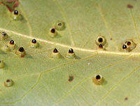 Hickory Bullet Galls - Caryomyia tubicola <br />
Habitat: I spotted the galls on the leaves of several hickory (Carya sp.) saplings in a small, woodland meadow<br />
https://www.jungledragon.com/image/83003/galls_on_hickory_carya_sp._leaves.html<br />
https://www.jungledragon.com/image/83004/galls_on_hickory_carya_sp._leaves.html<br />
https://www.jungledragon.com/image/83005/galls_on_hickory_carya_sp._leaves.html<br />
https://www.jungledragon.com/image/83006/galls_on_hickory_carya_sp._leaves.html<br />
https://www.jungledragon.com/image/83008/galls_on_hickory_carya_sp._leaves.html Caryomyia tubicola,Geotagged,Hickory Bullet Gall Midge,Summer,United States,galls