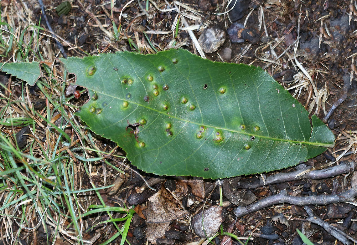 Hickory Bullet Galls - Caryomyia tubicola Habitat: I spotted the galls on the leaves of several hickory (Carya sp.) saplings in a small, woodland meadow<br />
<figure class="photo"><a href="https://www.jungledragon.com/image/83003/hickory_bullet_galls_-_caryomyia_tubicola.html" title="Hickory Bullet Galls - Caryomyia tubicola"><img src="https://s3.amazonaws.com/media.jungledragon.com/images/3232/83003_thumb.jpg?AWSAccessKeyId=05GMT0V3GWVNE7GGM1R2&Expires=1763596810&Signature=e6UngLhpv2tdGObM1hSykRyrUbc%3D" width="200" height="156" alt="Hickory Bullet Galls - Caryomyia tubicola <br />
Habitat: I spotted the galls on the leaves of several hickory (Carya sp.) saplings in a small, woodland meadow<br />
https://www.jungledragon.com/image/83004/galls_on_hickory_carya_sp._leaves.html<br />
https://www.jungledragon.com/image/83005/galls_on_hickory_carya_sp._leaves.html<br />
https://www.jungledragon.com/image/83006/galls_on_hickory_carya_sp._leaves.html<br />
https://www.jungledragon.com/image/83007/galls_on_hickory_carya_sp._leaves.html<br />
https://www.jungledragon.com/image/83008/galls_on_hickory_carya_sp._leaves.html Caryomyia tubicola,Geotagged,Hickory Bullet Gall Midge,Summer,United States,carya,galls,hickory" /></a></figure><br />
<figure class="photo"><a href="https://www.jungledragon.com/image/83004/hickory_bullet_galls_-_caryomyia_tubicola.html" title="Hickory Bullet Galls - Caryomyia tubicola"><img src="https://s3.amazonaws.com/media.jungledragon.com/images/3232/83004_thumb.jpg?AWSAccessKeyId=05GMT0V3GWVNE7GGM1R2&Expires=1763596810&Signature=tkc%2BcNC1AAUKi%2BWcBCwpm7t7tkQ%3D" width="200" height="158" alt="Hickory Bullet Galls - Caryomyia tubicola Habitat: I spotted the galls on the leaves of several hickory (Carya sp.) saplings in a small, woodland meadow<br />
<br />
https://www.jungledragon.com/image/83003/galls_on_hickory_carya_sp._leaves.html<br />
https://www.jungledragon.com/image/83005/galls_on_hickory_carya_sp._leaves.html<br />
https://www.jungledragon.com/image/83006/galls_on_hickory_carya_sp._leaves.html<br />
https://www.jungledragon.com/image/83007/galls_on_hickory_carya_sp._leaves.html<br />
https://www.jungledragon.com/image/83008/galls_on_hickory_carya_sp._leaves.html Caryomyia tubicola,Geotagged,Hickory Bullet Gall Midge,Summer,United States,carya,galls" /></a></figure><br />
<figure class="photo"><a href="https://www.jungledragon.com/image/83005/hickory_bullet_galls_-_caryomyia_tubicola.html" title="Hickory Bullet Galls - Caryomyia tubicola"><img src="https://s3.amazonaws.com/media.jungledragon.com/images/3232/83005_thumb.jpg?AWSAccessKeyId=05GMT0V3GWVNE7GGM1R2&Expires=1763596810&Signature=hlF2cvvUwhjs%2FSl%2BgzCdMD3IWpo%3D" width="130" height="152" alt="Hickory Bullet Galls - Caryomyia tubicola <br />
Habitat: I spotted the galls on the leaves of several hickory (Carya sp.) saplings in a small, woodland meadow<br />
https://www.jungledragon.com/image/83003/galls_on_hickory_carya_sp._leaves.html<br />
https://www.jungledragon.com/image/83004/galls_on_hickory_carya_sp._leaves.html<br />
https://www.jungledragon.com/image/83006/galls_on_hickory_carya_sp._leaves.html<br />
https://www.jungledragon.com/image/83007/galls_on_hickory_carya_sp._leaves.html<br />
https://www.jungledragon.com/image/83008/galls_on_hickory_carya_sp._leaves.html Caryomyia tubicola,Geotagged,Hickory Bullet Gall Midge,Summer,United States,galls" /></a></figure><br />
<figure class="photo"><a href="https://www.jungledragon.com/image/83006/hickory_bullet_galls_-_caryomyia_tubicola.html" title="Hickory Bullet Galls - Caryomyia tubicola"><img src="https://s3.amazonaws.com/media.jungledragon.com/images/3232/83006_thumb.jpg?AWSAccessKeyId=05GMT0V3GWVNE7GGM1R2&Expires=1763596810&Signature=VBF0tB2BF%2BoZidlneDiO5j26tvc%3D" width="200" height="134" alt="Hickory Bullet Galls - Caryomyia tubicola Habitat: I spotted the galls on the leaves of several hickory (Carya sp.) saplings in a small, woodland meadow<br />
<br />
https://www.jungledragon.com/image/83003/galls_on_hickory_carya_sp._leaves.html<br />
https://www.jungledragon.com/image/83004/galls_on_hickory_carya_sp._leaves.html<br />
https://www.jungledragon.com/image/83005/galls_on_hickory_carya_sp._leaves.html<br />
https://www.jungledragon.com/image/83007/galls_on_hickory_carya_sp._leaves.html<br />
https://www.jungledragon.com/image/83008/galls_on_hickory_carya_sp._leaves.html Caryomyia tubicola,Geotagged,Hickory Bullet Gall Midge,Summer,United States,galls" /></a></figure><br />
<figure class="photo"><a href="https://www.jungledragon.com/image/83007/hickory_bullet_galls_-_caryomyia_tubicola.html" title="Hickory Bullet Galls - Caryomyia tubicola"><img src="https://s3.amazonaws.com/media.jungledragon.com/images/3232/83007_thumb.jpg?AWSAccessKeyId=05GMT0V3GWVNE7GGM1R2&Expires=1763596810&Signature=QsBTSKZtBNR8WY8jjajtGgIWDR0%3D" width="200" height="152" alt="Hickory Bullet Galls - Caryomyia tubicola <br />
Habitat: I spotted the galls on the leaves of several hickory (Carya sp.) saplings in a small, woodland meadow<br />
https://www.jungledragon.com/image/83003/galls_on_hickory_carya_sp._leaves.html<br />
https://www.jungledragon.com/image/83004/galls_on_hickory_carya_sp._leaves.html<br />
https://www.jungledragon.com/image/83005/galls_on_hickory_carya_sp._leaves.html<br />
https://www.jungledragon.com/image/83006/galls_on_hickory_carya_sp._leaves.html<br />
https://www.jungledragon.com/image/83008/galls_on_hickory_carya_sp._leaves.html Caryomyia tubicola,Geotagged,Hickory Bullet Gall Midge,Summer,United States,galls" /></a></figure> Caryomyia tubicola,Geotagged,Hickory Bullet Gall Midge,Summer,United States,galls