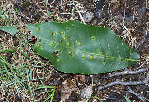 Hickory Bullet Galls - Caryomyia tubicola Habitat: I spotted the galls on the leaves of several hickory (Carya sp.) saplings in a small, woodland meadow
https://www.jungledragon.com/image/83003/galls_on_hickory_carya_sp._leaves.html
https://www.jungledragon.com/image/83004/galls_on_hickory_carya_sp._leaves.html
https://www.jungledragon.com/image/83005/galls_on_hickory_carya_sp._leaves.html
https://www.jungledragon.com/image/83006/galls_on_hickory_carya_sp._leaves.html
https://www.jungledragon.com/image/83007/galls_on_hickory_carya_sp._leaves.html Caryomyia tubicola,Geotagged,Hickory Bullet Gall Midge,Summer,United States,galls