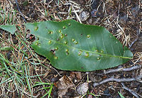 Hickory Bullet Galls - Caryomyia tubicola Habitat: I spotted the galls on the leaves of several hickory (Carya sp.) saplings in a small, woodland meadow<br />
https://www.jungledragon.com/image/83003/galls_on_hickory_carya_sp._leaves.html<br />
https://www.jungledragon.com/image/83004/galls_on_hickory_carya_sp._leaves.html<br />
https://www.jungledragon.com/image/83005/galls_on_hickory_carya_sp._leaves.html<br />
https://www.jungledragon.com/image/83006/galls_on_hickory_carya_sp._leaves.html<br />
https://www.jungledragon.com/image/83007/galls_on_hickory_carya_sp._leaves.html Caryomyia tubicola,Geotagged,Hickory Bullet Gall Midge,Summer,United States,galls