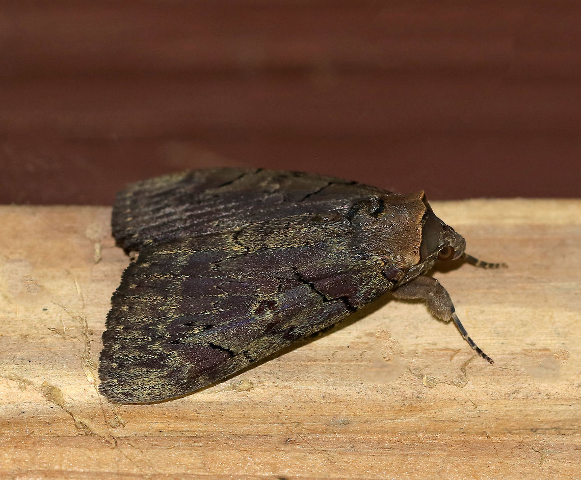 Darling Underwing - Catocala cara WS: ~80 mm. Violet brown FW sprinkled with greenish scales along jagged, black lines. HW is bright pink with black bands. Hosts: Poplar and willow.<br />
<br />
Habitat: Spotted resting in a bird blind on the edge of a pond in a deciduous forest Catocala,Catocala cara,Darling underwing,Geotagged,Summer,United States,moth,underwing