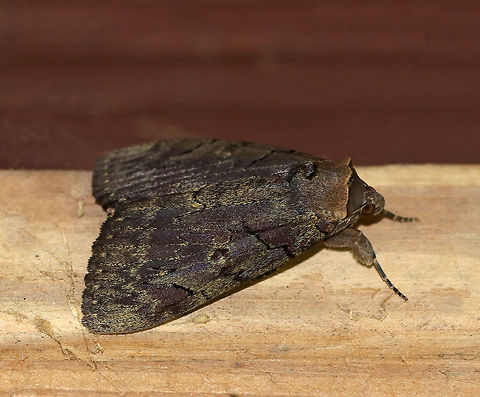 Darling Underwing - Catocala cara WS: ~80 mm. Violet brown FW sprinkled with greenish scales along jagged, black lines. HW is bright pink with black bands. Hosts: Poplar and willow.

Habitat: Spotted resting in a bird blind on the edge of a pond in a deciduous forest Catocala,Catocala cara,Darling underwing,Geotagged,Summer,United States,moth,underwing