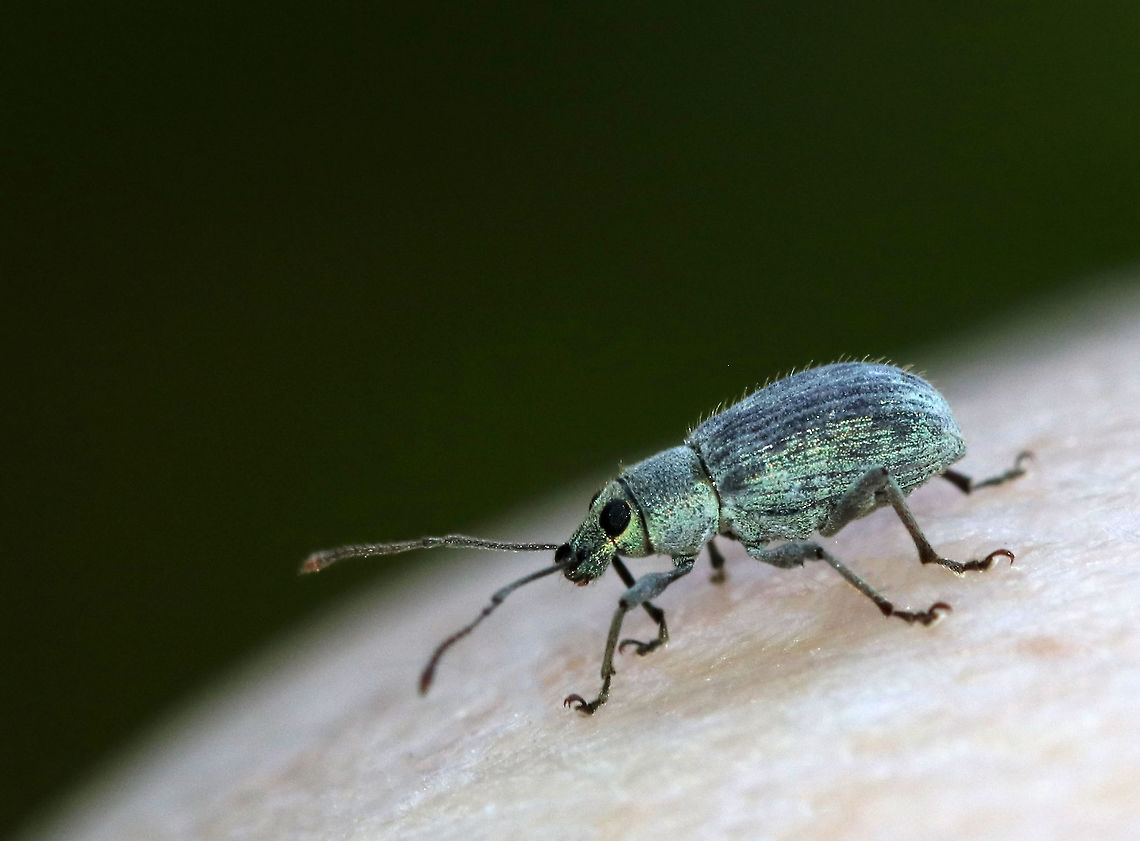 Asiatic Oak Weevil - Cyrtepistomus castaneus Habitat: Spotted on oak in a meadow. Asiatic oak weevil,Cyrtepistomus castaneus,Geotagged,Summer,United States,beetle,weevil