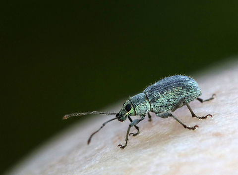 Asiatic Oak Weevil - Cyrtepistomus castaneus Habitat: Spotted on oak in a meadow. Asiatic oak weevil,Cyrtepistomus castaneus,Geotagged,Summer,United States,beetle,weevil