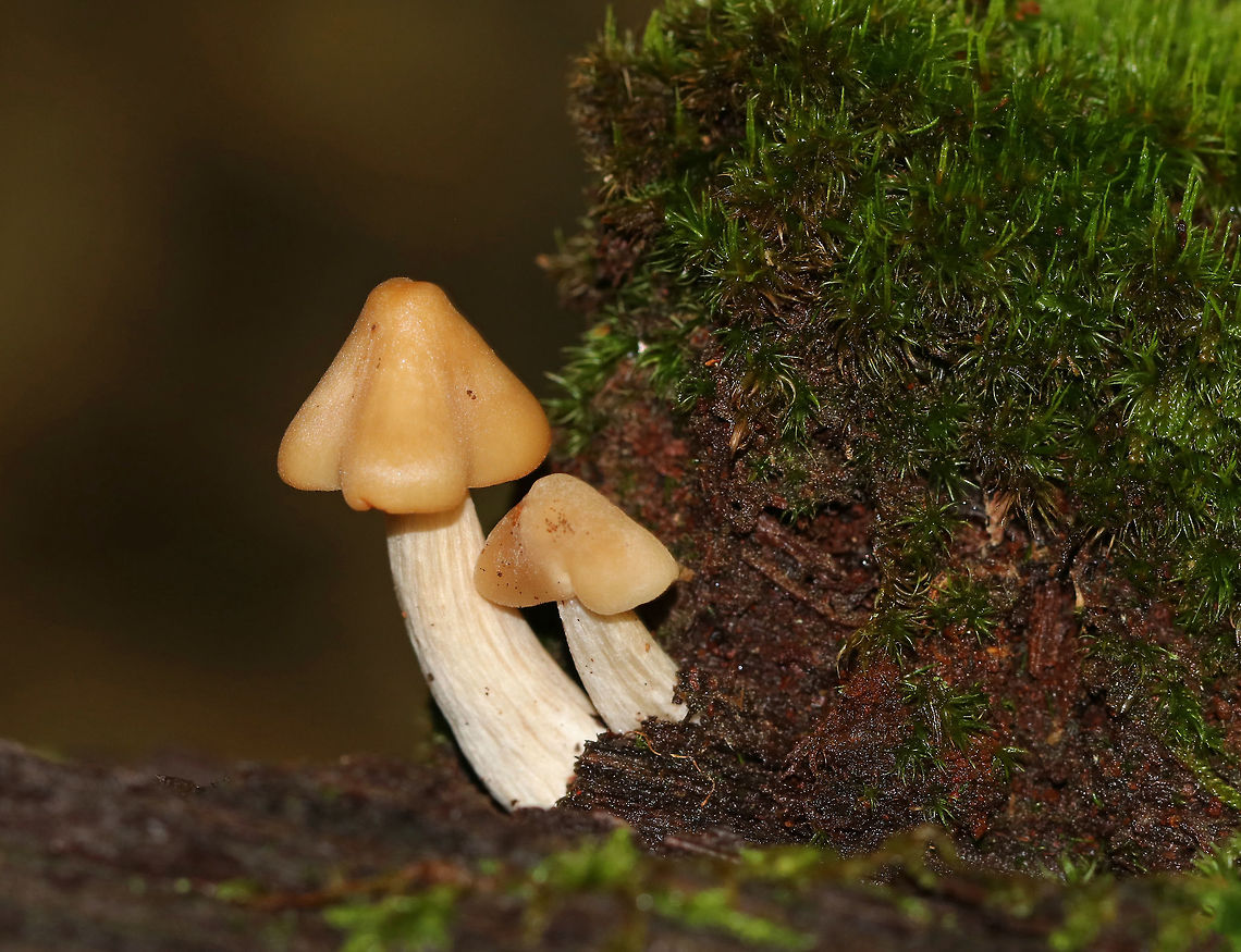 Kuehneromyces marginellus Cap: Sticky, yellowish tan, ~2 cm<br />
<br />
Gills: Attached, close, frequent short gills<br />
<br />
Stem: Pale with fibrils<br />
<br />
Habitat: Growing on rotting wood in  a mixed forest Geotagged,Kuehneromyces,Kuehneromyces marginellus,Summer,United States,fungus,mushroom