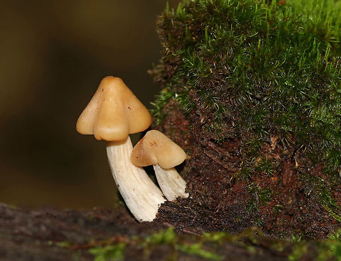 Kuehneromyces marginellus Cap: Sticky, yellowish tan, ~2 cm

Gills: Attached, close, frequent short gills

Stem: Pale with fibrils

Habitat: Growing on rotting wood in  a mixed forest Geotagged,Kuehneromyces,Kuehneromyces marginellus,Summer,United States,fungus,mushroom