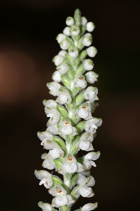 Downy Rattlesnake Plantain - Goodyera pubescens An evergreen orchid with horizontal rhizomes that grow low to the ground. The roots have a mycorrhizal relationship with fungi, which helps the plant acquire moisture and &shy;nutrients, while the plant provides the products of its photosynthesis to the fungus. The green, variegated leaves are quite striking and resemble the skin of a snake, hence the common name. Leaves are present year-round and grow as a basal rosette. The inflorescence stems are densely downy. The flower stalks produce numerous small, white flowers in a terminal spike. <br />
<br />
Habitat: Growing throughout a deciduous forest<br />
<figure class="photo"><a href="https://www.jungledragon.com/image/83096/downy_rattlesnake_plantain_-_goodyera_pubescens.html" title="Downy Rattlesnake Plantain - Goodyera pubescens"><img src="https://s3.amazonaws.com/media.jungledragon.com/images/3232/83096_thumb.jpg?AWSAccessKeyId=05GMT0V3GWVNE7GGM1R2&Expires=1767225610&Signature=A1faFwMnPcIyJKLVNI9XWng9yLo%3D" width="200" height="152" alt="Downy Rattlesnake Plantain - Goodyera pubescens An evergreen orchid with horizontal rhizomes that grow low to the ground. The roots have a mycorrhizal relationship with fungi, which helps the plant acquire moisture and &shy;nutrients, while the plant provides the products of its photosynthesis to the fungus. The green, variegated leaves are quite striking and resemble the skin of a snake, hence the common name. Leaves are present year-round and grow as a basal rosette. The inflorescence stems are densely downy. The flower stalks produce numerous small, white flowers in a terminal spike. <br />
<br />
Habitat: Growing throughout a deciduous forest<br />
https://www.jungledragon.com/image/83097/downy_rattlesnake_plantain_-_goodyera_pubescens.html<br />
https://www.jungledragon.com/image/83094/downy_rattlesnake_plantain_-_goodyera_pubescens.html Downy rattlesnake plantain,Geotagged,Goodyera pubescens,Summer,United States" /></a></figure><br />
<figure class="photo"><a href="https://www.jungledragon.com/image/83097/downy_rattlesnake_plantain_-_goodyera_pubescens.html" title="Downy Rattlesnake Plantain - Goodyera pubescens"><img src="https://s3.amazonaws.com/media.jungledragon.com/images/3232/83097_thumb.jpg?AWSAccessKeyId=05GMT0V3GWVNE7GGM1R2&Expires=1767225610&Signature=bypusym%2FGwUbsvg0hWiQfprPXu4%3D" width="200" height="148" alt="Downy Rattlesnake Plantain - Goodyera pubescens An evergreen orchid with horizontal rhizomes that grow low to the ground. The roots have a mycorrhizal relationship with fungi, which helps the plant acquire moisture and &shy;nutrients, while the plant provides the products of its photosynthesis to the fungus. The green, variegated leaves are quite striking and resemble the skin of a snake, hence the common name. Leaves are present year-round and grow as a basal rosette. The inflorescence stems are densely downy. The flower stalks produce numerous small, white flowers in a terminal spike. <br />
<br />
Habitat: Growing throughout a deciduous forest<br />
https://www.jungledragon.com/image/83094/downy_rattlesnake_plantain_-_goodyera_pubescens.html<br />
https://www.jungledragon.com/image/83096/downy_rattlesnake_plantain_-_goodyera_pubescens.html Downy rattlesnake plantain,Geotagged,Goodyera pubescens,Summer,United States" /></a></figure> Downy rattlesnake plantain,Geotagged,Goodyera,Goodyera pubescens,Summer,United States