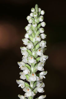 Downy Rattlesnake Plantain - Goodyera pubescens An evergreen orchid with horizontal rhizomes that grow low to the ground. The roots have a mycorrhizal relationship with fungi, which helps the plant acquire moisture and ­nutrients, while the plant provides the products of its photosynthesis to the fungus. The green, variegated leaves are quite striking and resemble the skin of a snake, hence the common name. Leaves are present year-round and grow as a basal rosette. The inflorescence stems are densely downy. The flower stalks produce numerous small, white flowers in a terminal spike. 

Habitat: Growing throughout a deciduous forest
https://www.jungledragon.com/image/83096/downy_rattlesnake_plantain_-_goodyera_pubescens.html
https://www.jungledragon.com/image/83097/downy_rattlesnake_plantain_-_goodyera_pubescens.html Downy rattlesnake plantain,Geotagged,Goodyera,Goodyera pubescens,Summer,United States