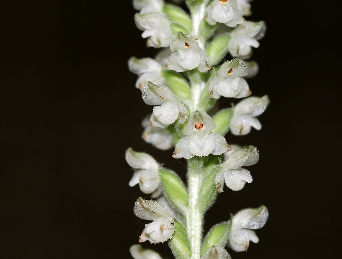 Downy Rattlesnake Plantain - Goodyera pubescens An evergreen orchid with horizontal rhizomes that grow low to the ground. The roots have a mycorrhizal relationship with fungi, which helps the plant acquire moisture and ­nutrients, while the plant provides the products of its photosynthesis to the fungus. The green, variegated leaves are quite striking and resemble the skin of a snake, hence the common name. Leaves are present year-round and grow as a basal rosette. The inflorescence stems are densely downy. The flower stalks produce numerous small, white flowers in a terminal spike. <br />
<br />
Habitat: Growing throughout a deciduous forest<br />
<figure class="photo"><a href="https://www.jungledragon.com/image/83097/downy_rattlesnake_plantain_-_goodyera_pubescens.html" title="Downy Rattlesnake Plantain - Goodyera pubescens"><img src="https://s3.amazonaws.com/media.jungledragon.com/images/3232/83097_thumb.jpg?AWSAccessKeyId=05GMT0V3GWVNE7GGM1R2&Expires=1763596810&Signature=vii2gfr%2BHaDDxppqvsE1iWAwMcA%3D" width="200" height="148" alt="Downy Rattlesnake Plantain - Goodyera pubescens An evergreen orchid with horizontal rhizomes that grow low to the ground. The roots have a mycorrhizal relationship with fungi, which helps the plant acquire moisture and ­nutrients, while the plant provides the products of its photosynthesis to the fungus. The green, variegated leaves are quite striking and resemble the skin of a snake, hence the common name. Leaves are present year-round and grow as a basal rosette. The inflorescence stems are densely downy. The flower stalks produce numerous small, white flowers in a terminal spike. <br />
<br />
Habitat: Growing throughout a deciduous forest<br />
https://www.jungledragon.com/image/83094/downy_rattlesnake_plantain_-_goodyera_pubescens.html<br />
https://www.jungledragon.com/image/83096/downy_rattlesnake_plantain_-_goodyera_pubescens.html Downy rattlesnake plantain,Geotagged,Goodyera pubescens,Summer,United States" /></a></figure><br />
<figure class="photo"><a href="https://www.jungledragon.com/image/83094/downy_rattlesnake_plantain_-_goodyera_pubescens.html" title="Downy Rattlesnake Plantain - Goodyera pubescens"><img src="https://s3.amazonaws.com/media.jungledragon.com/images/3232/83094_thumb.jpg?AWSAccessKeyId=05GMT0V3GWVNE7GGM1R2&Expires=1763596810&Signature=IWJmhFyZzSdPjeFD0f2bYtHbJdo%3D" width="102" height="152" alt="Downy Rattlesnake Plantain - Goodyera pubescens An evergreen orchid with horizontal rhizomes that grow low to the ground. The roots have a mycorrhizal relationship with fungi, which helps the plant acquire moisture and ­nutrients, while the plant provides the products of its photosynthesis to the fungus. The green, variegated leaves are quite striking and resemble the skin of a snake, hence the common name. Leaves are present year-round and grow as a basal rosette. The inflorescence stems are densely downy. The flower stalks produce numerous small, white flowers in a terminal spike. <br />
<br />
Habitat: Growing throughout a deciduous forest<br />
https://www.jungledragon.com/image/83096/downy_rattlesnake_plantain_-_goodyera_pubescens.html<br />
https://www.jungledragon.com/image/83097/downy_rattlesnake_plantain_-_goodyera_pubescens.html Downy rattlesnake plantain,Geotagged,Goodyera,Goodyera pubescens,Summer,United States" /></a></figure> Downy rattlesnake plantain,Geotagged,Goodyera pubescens,Summer,United States