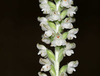 Downy Rattlesnake Plantain - Goodyera pubescens An evergreen orchid with horizontal rhizomes that grow low to the ground. The roots have a mycorrhizal relationship with fungi, which helps the plant acquire moisture and ­nutrients, while the plant provides the products of its photosynthesis to the fungus. The green, variegated leaves are quite striking and resemble the skin of a snake, hence the common name. Leaves are present year-round and grow as a basal rosette. The inflorescence stems are densely downy. The flower stalks produce numerous small, white flowers in a terminal spike. <br />
<br />
Habitat: Growing throughout a deciduous forest<br />
https://www.jungledragon.com/image/83097/downy_rattlesnake_plantain_-_goodyera_pubescens.html<br />
https://www.jungledragon.com/image/83094/downy_rattlesnake_plantain_-_goodyera_pubescens.html Downy rattlesnake plantain,Geotagged,Goodyera pubescens,Summer,United States