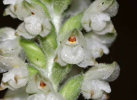 Downy Rattlesnake Plantain - Goodyera pubescens An evergreen orchid with horizontal rhizomes that grow low to the ground. The roots have a mycorrhizal relationship with fungi, which helps the plant acquire moisture and ­nutrients, while the plant provides the products of its photosynthesis to the fungus. The green, variegated leaves are quite striking and resemble the skin of a snake, hence the common name. Leaves are present year-round and grow as a basal rosette. The inflorescence stems are densely downy. The flower stalks produce numerous small, white flowers in a terminal spike. 

Habitat: Growing throughout a deciduous forest
https://www.jungledragon.com/image/83094/downy_rattlesnake_plantain_-_goodyera_pubescens.html
https://www.jungledragon.com/image/83096/downy_rattlesnake_plantain_-_goodyera_pubescens.html Downy rattlesnake plantain,Geotagged,Goodyera pubescens,Summer,United States