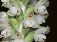 Downy Rattlesnake Plantain - Goodyera pubescens An evergreen orchid with horizontal rhizomes that grow low to the ground. The roots have a mycorrhizal relationship with fungi, which helps the plant acquire moisture and ­nutrients, while the plant provides the products of its photosynthesis to the fungus. The green, variegated leaves are quite striking and resemble the skin of a snake, hence the common name. Leaves are present year-round and grow as a basal rosette. The inflorescence stems are densely downy. The flower stalks produce numerous small, white flowers in a terminal spike. <br />
<br />
Habitat: Growing throughout a deciduous forest<br />
https://www.jungledragon.com/image/83094/downy_rattlesnake_plantain_-_goodyera_pubescens.html<br />
https://www.jungledragon.com/image/83096/downy_rattlesnake_plantain_-_goodyera_pubescens.html Downy rattlesnake plantain,Geotagged,Goodyera pubescens,Summer,United States