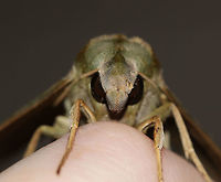 Pandora sphinx - Eumorpha pandorus This moth insisted on chilling out on my hand (and peeing on me) as I tried to take photos of other moths. <br />
<br />
TL: ~ 6 cm. Pale green forewings had a complex pattern of darker green patches and pink veins extending through the subterminal area. Thorax was pale green with dark tegulae. Hosts: grape, Virginia creeper.<br />
<br />
Habitat: Attracted to a 395 nm LED light in a rural area<br />
https://www.jungledragon.com/image/83164/pandora_sphinx_-_eumorpha_pandorus.html<br />
https://www.jungledragon.com/image/83163/pandora_sphinx_-_eumorpha_pandorus.html Eumorpha pandorus,Geotagged,Moth,Pandora sphinx,Summer,United States