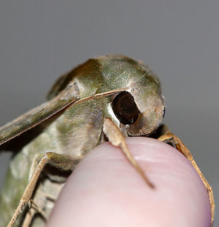 Pandora sphinx - Eumorpha pandorus This moth insisted on chilling out on my hand (and peeing on me) as I tried to take photos of other moths. 

TL: ~ 6 cm. Pale green forewings had a complex pattern of darker green patches and pink veins extending through the subterminal area. Thorax was pale green with dark tegulae. Hosts: grape, Virginia creeper.

Habitat: Attracted to a 395 nm LED light in a rural area
https://www.jungledragon.com/image/83164/pandora_sphinx_-_eumorpha_pandorus.html
https://www.jungledragon.com/image/83161/pandora_sphinx_-_eumorpha_pandorus.html Eumorpha pandorus,Geotagged,Pandora sphinx,Summer,United States,moth