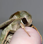 Pandora sphinx - Eumorpha pandorus This moth insisted on chilling out on my hand (and peeing on me) as I tried to take photos of other moths. <br />
<br />
TL: ~ 6 cm. Pale green forewings had a complex pattern of darker green patches and pink veins extending through the subterminal area. Thorax was pale green with dark tegulae. Hosts: grape, Virginia creeper.<br />
<br />
Habitat: Attracted to a 395 nm LED light in a rural area<br />
https://www.jungledragon.com/image/83164/pandora_sphinx_-_eumorpha_pandorus.html<br />
https://www.jungledragon.com/image/83161/pandora_sphinx_-_eumorpha_pandorus.html Eumorpha pandorus,Geotagged,Pandora sphinx,Summer,United States,moth
