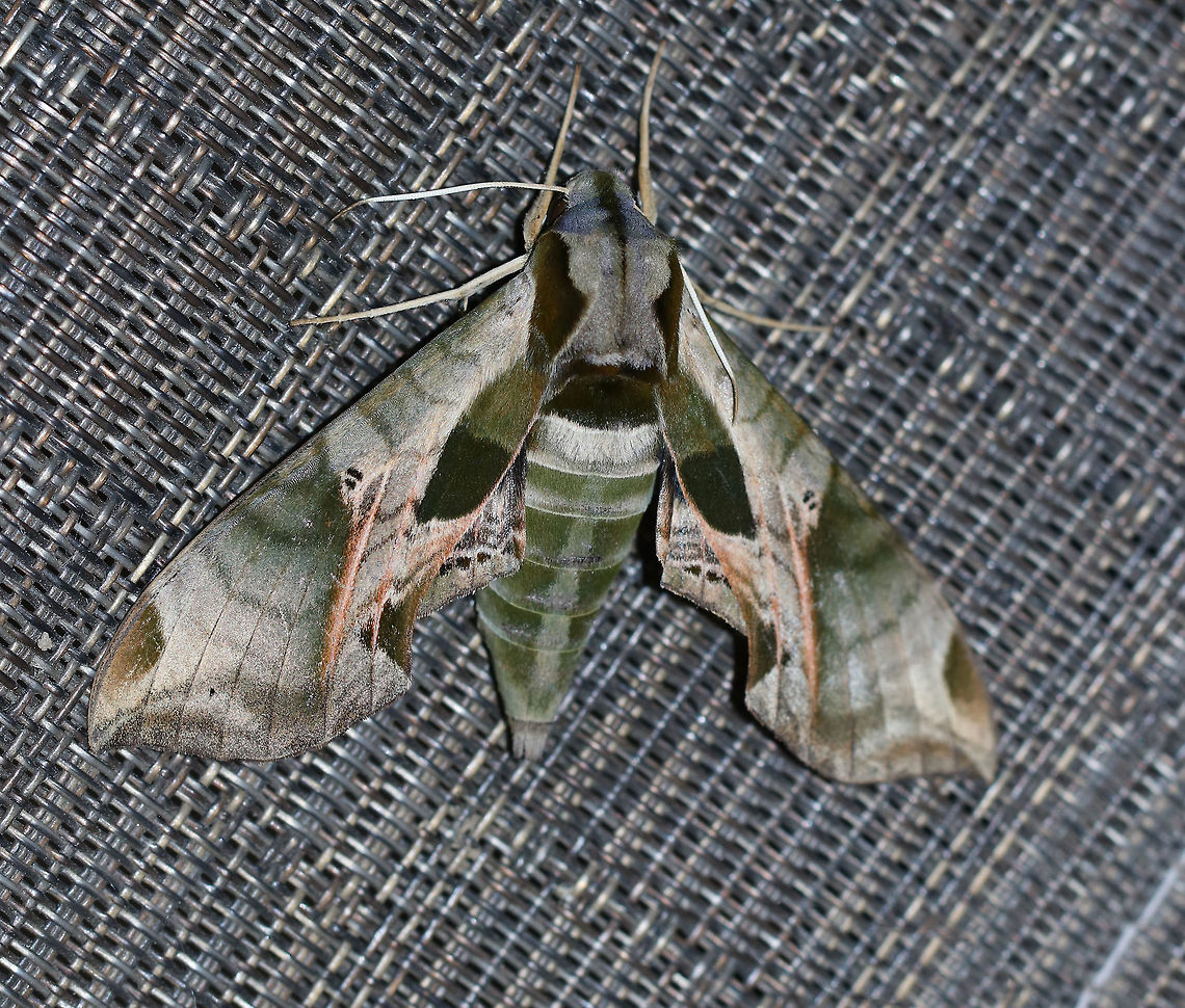Pandora sphinx - Eumorpha pandorus This moth insisted on chilling out on my hand (and peeing on me) as I tried to take photos of other moths. <br />
<br />
TL: ~ 6 cm. Pale green forewings had a complex pattern of darker green patches and pink veins extending through the subterminal area. Thorax was pale green with dark tegulae. Hosts: grape, Virginia creeper.<br />
<br />
Habitat: Attracted to a 395 nm LED light in a rural area<br />
<figure class="photo"><a href="https://www.jungledragon.com/image/83161/pandora_sphinx_-_eumorpha_pandorus.html" title="Pandora sphinx - Eumorpha pandorus"><img src="https://s3.amazonaws.com/media.jungledragon.com/images/3232/83161_thumb.jpg?AWSAccessKeyId=05GMT0V3GWVNE7GGM1R2&Expires=1770854410&Signature=70T2cPkYR3PpPwbdVUHVWqINHN4%3D" width="200" height="166" alt="Pandora sphinx - Eumorpha pandorus This moth insisted on chilling out on my hand (and peeing on me) as I tried to take photos of other moths. <br />
<br />
TL: ~ 6 cm. Pale green forewings had a complex pattern of darker green patches and pink veins extending through the subterminal area. Thorax was pale green with dark tegulae. Hosts: grape, Virginia creeper.<br />
<br />
Habitat: Attracted to a 395 nm LED light in a rural area<br />
https://www.jungledragon.com/image/83164/pandora_sphinx_-_eumorpha_pandorus.html<br />
https://www.jungledragon.com/image/83163/pandora_sphinx_-_eumorpha_pandorus.html Eumorpha pandorus,Geotagged,Moth,Pandora sphinx,Summer,United States" /></a></figure><br />
<figure class="photo"><a href="https://www.jungledragon.com/image/83163/pandora_sphinx_-_eumorpha_pandorus.html" title="Pandora sphinx - Eumorpha pandorus"><img src="https://s3.amazonaws.com/media.jungledragon.com/images/3232/83163_thumb.jpg?AWSAccessKeyId=05GMT0V3GWVNE7GGM1R2&Expires=1770854410&Signature=oM4U6kUNVPI0Uc9sJNEUcpZvaSU%3D" width="148" height="152" alt="Pandora sphinx - Eumorpha pandorus This moth insisted on chilling out on my hand (and peeing on me) as I tried to take photos of other moths. <br />
<br />
TL: ~ 6 cm. Pale green forewings had a complex pattern of darker green patches and pink veins extending through the subterminal area. Thorax was pale green with dark tegulae. Hosts: grape, Virginia creeper.<br />
<br />
Habitat: Attracted to a 395 nm LED light in a rural area<br />
https://www.jungledragon.com/image/83164/pandora_sphinx_-_eumorpha_pandorus.html<br />
https://www.jungledragon.com/image/83161/pandora_sphinx_-_eumorpha_pandorus.html Eumorpha pandorus,Geotagged,Pandora sphinx,Summer,United States,moth" /></a></figure> Eumorpha pandorus,Geotagged,Pandora sphinx,Summer,United States