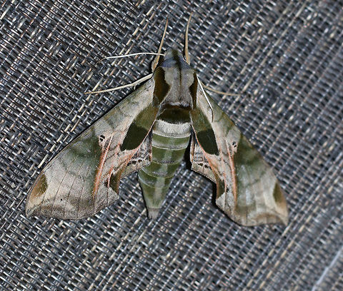 Pandora sphinx - Eumorpha pandorus This moth insisted on chilling out on my hand (and peeing on me) as I tried to take photos of other moths. 

TL: ~ 6 cm. Pale green forewings had a complex pattern of darker green patches and pink veins extending through the subterminal area. Thorax was pale green with dark tegulae. Hosts: grape, Virginia creeper.

Habitat: Attracted to a 395 nm LED light in a rural area
https://www.jungledragon.com/image/83161/pandora_sphinx_-_eumorpha_pandorus.html
https://www.jungledragon.com/image/83163/pandora_sphinx_-_eumorpha_pandorus.html Eumorpha pandorus,Geotagged,Pandora sphinx,Summer,United States