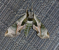 Pandora sphinx - Eumorpha pandorus This moth insisted on chilling out on my hand (and peeing on me) as I tried to take photos of other moths. <br />
<br />
TL: ~ 6 cm. Pale green forewings had a complex pattern of darker green patches and pink veins extending through the subterminal area. Thorax was pale green with dark tegulae. Hosts: grape, Virginia creeper.<br />
<br />
Habitat: Attracted to a 395 nm LED light in a rural area<br />
https://www.jungledragon.com/image/83161/pandora_sphinx_-_eumorpha_pandorus.html<br />
https://www.jungledragon.com/image/83163/pandora_sphinx_-_eumorpha_pandorus.html Eumorpha pandorus,Geotagged,Pandora sphinx,Summer,United States